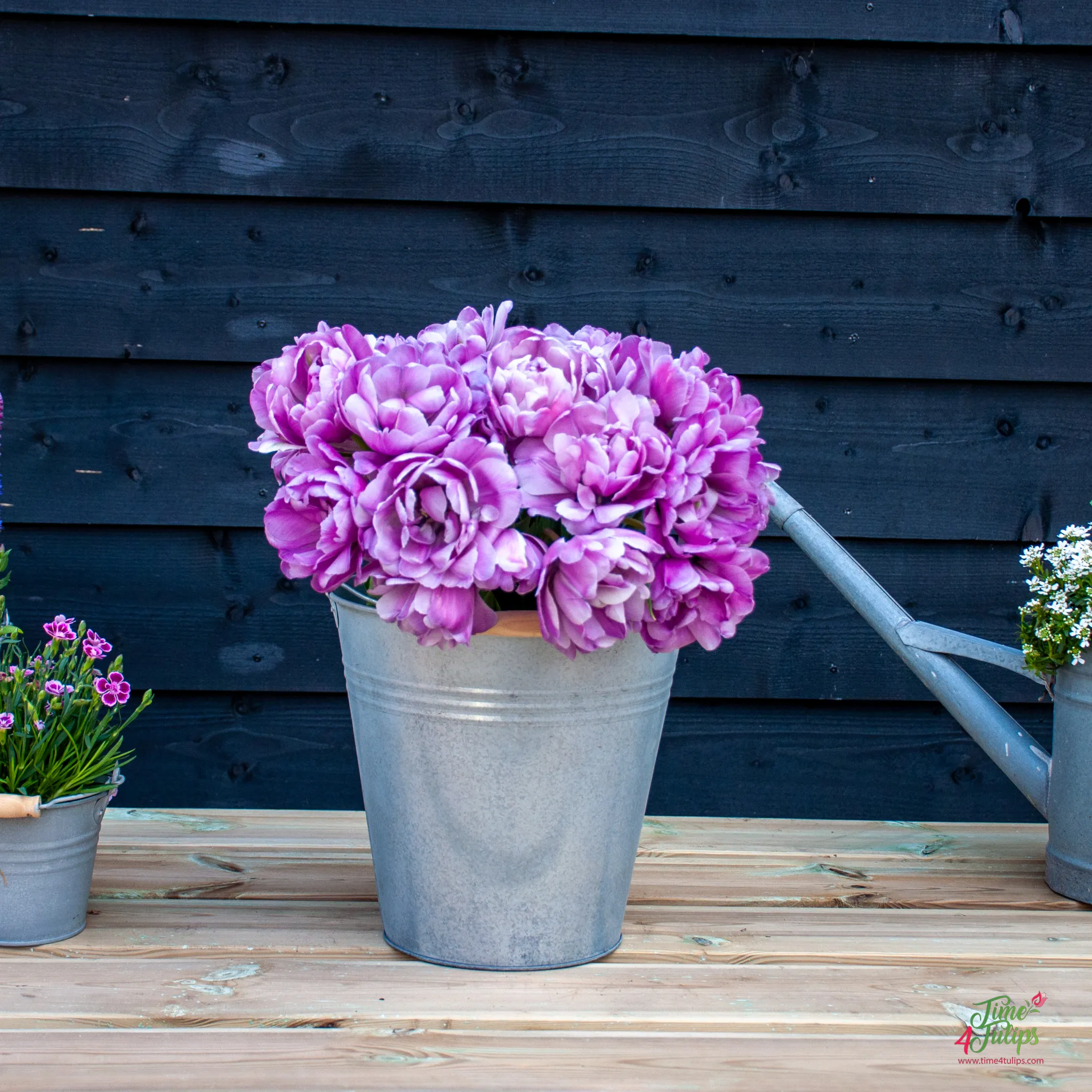 Tulpės - Blue Diamond