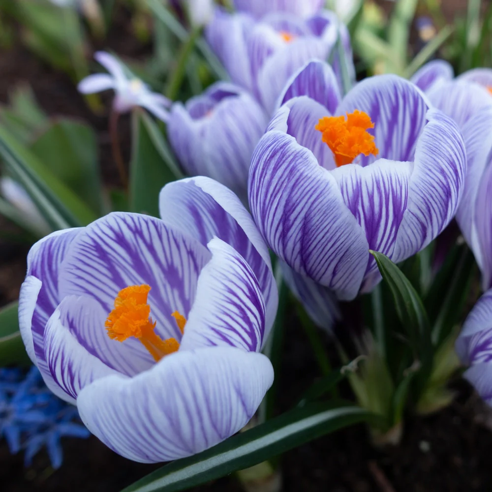 Krokai stambiažiedžiai - King of the Striped