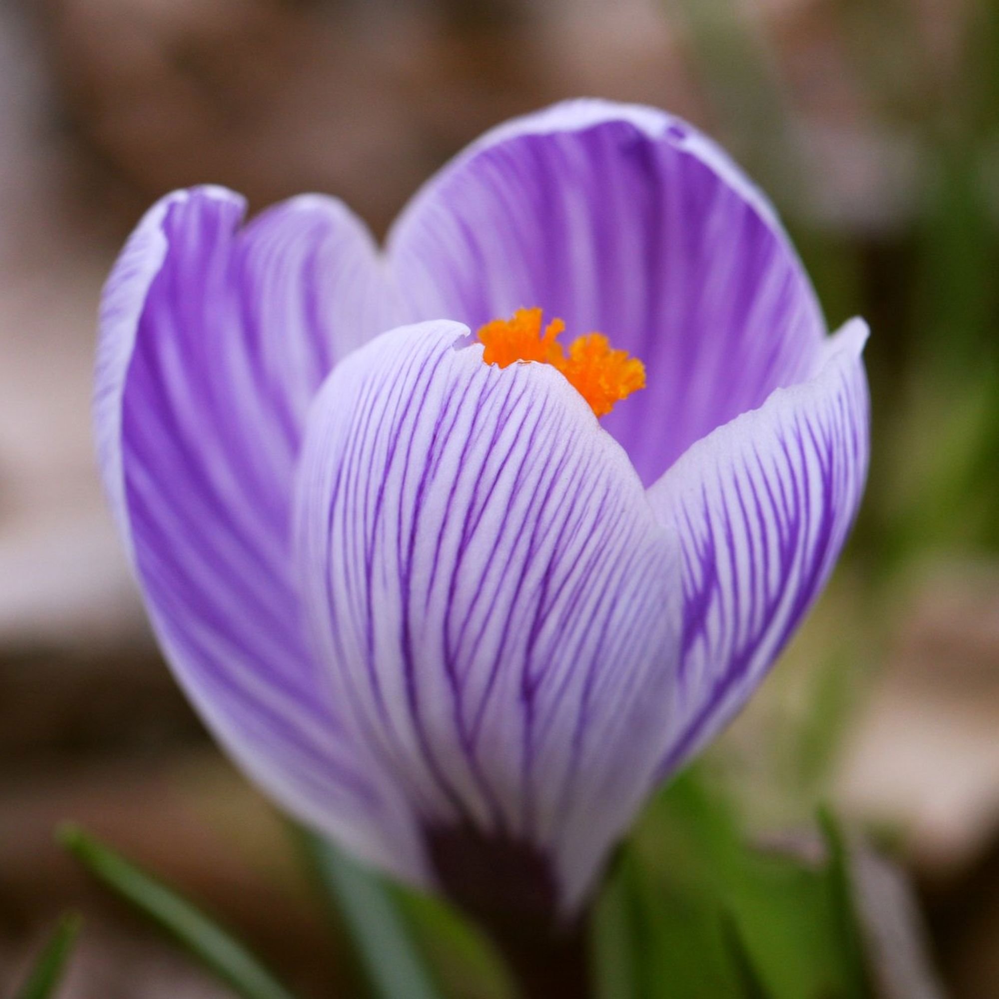 Krokai stambiažiedžiai - King of the Striped