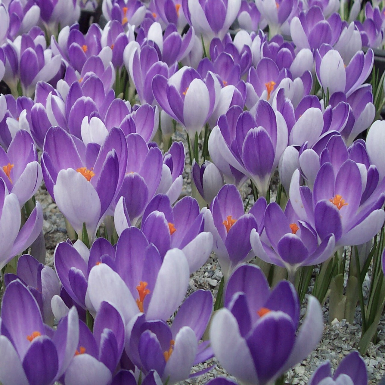 Krokai stambiažiedžiai - Grand Maitre