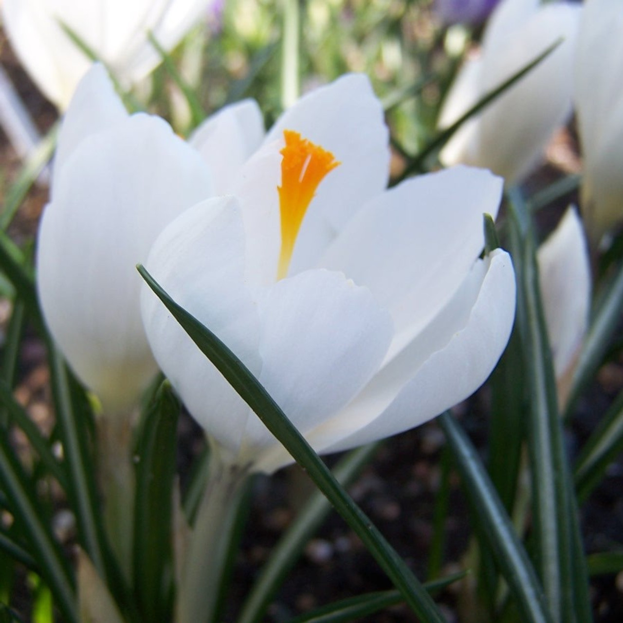 Krokai stambiažiedžiai - Jeanne d’Arc