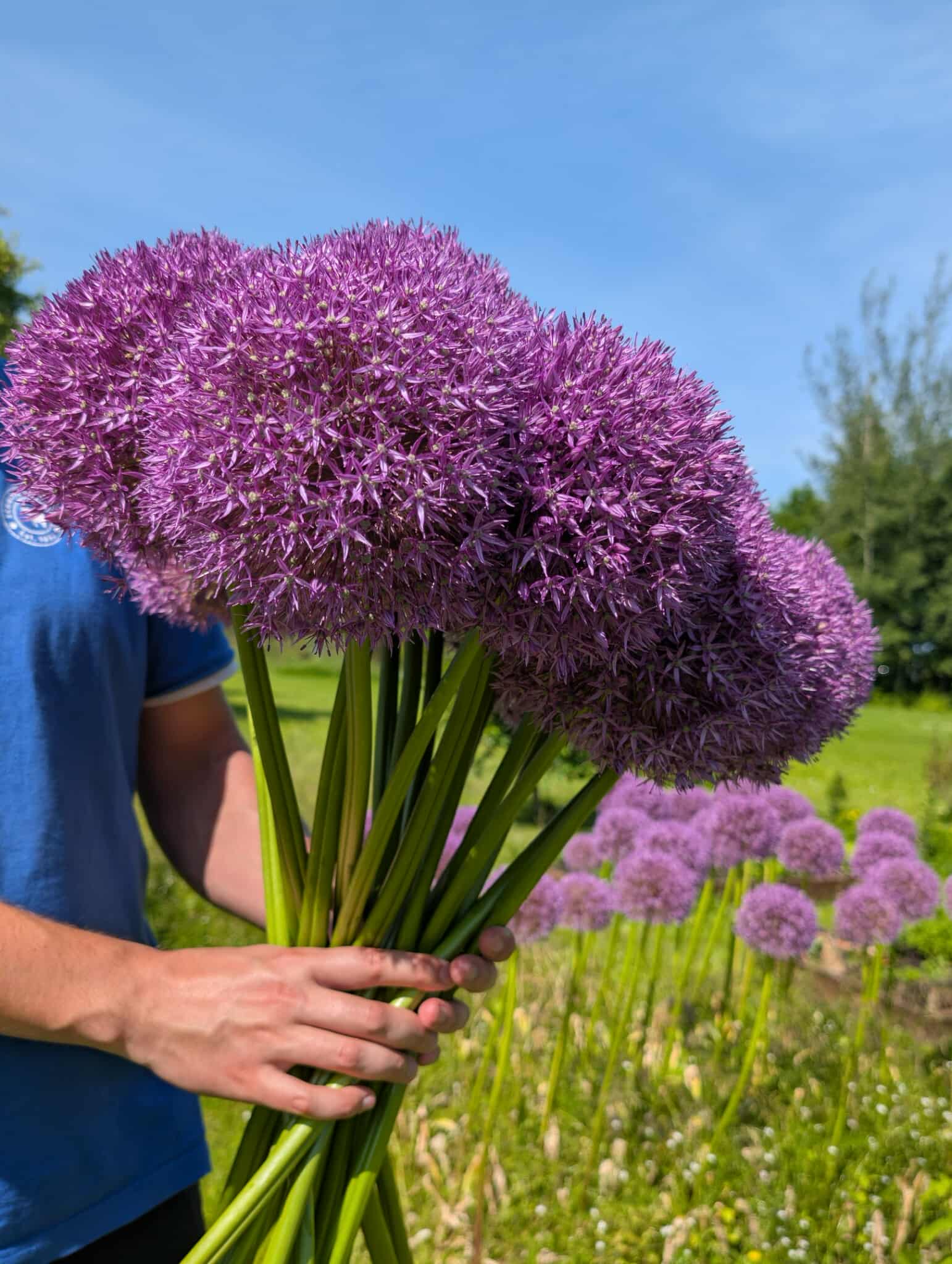 Česnakas - Globemaster