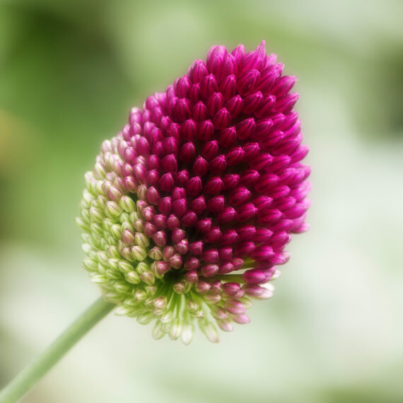 Česnakas - Sphaerocephalon