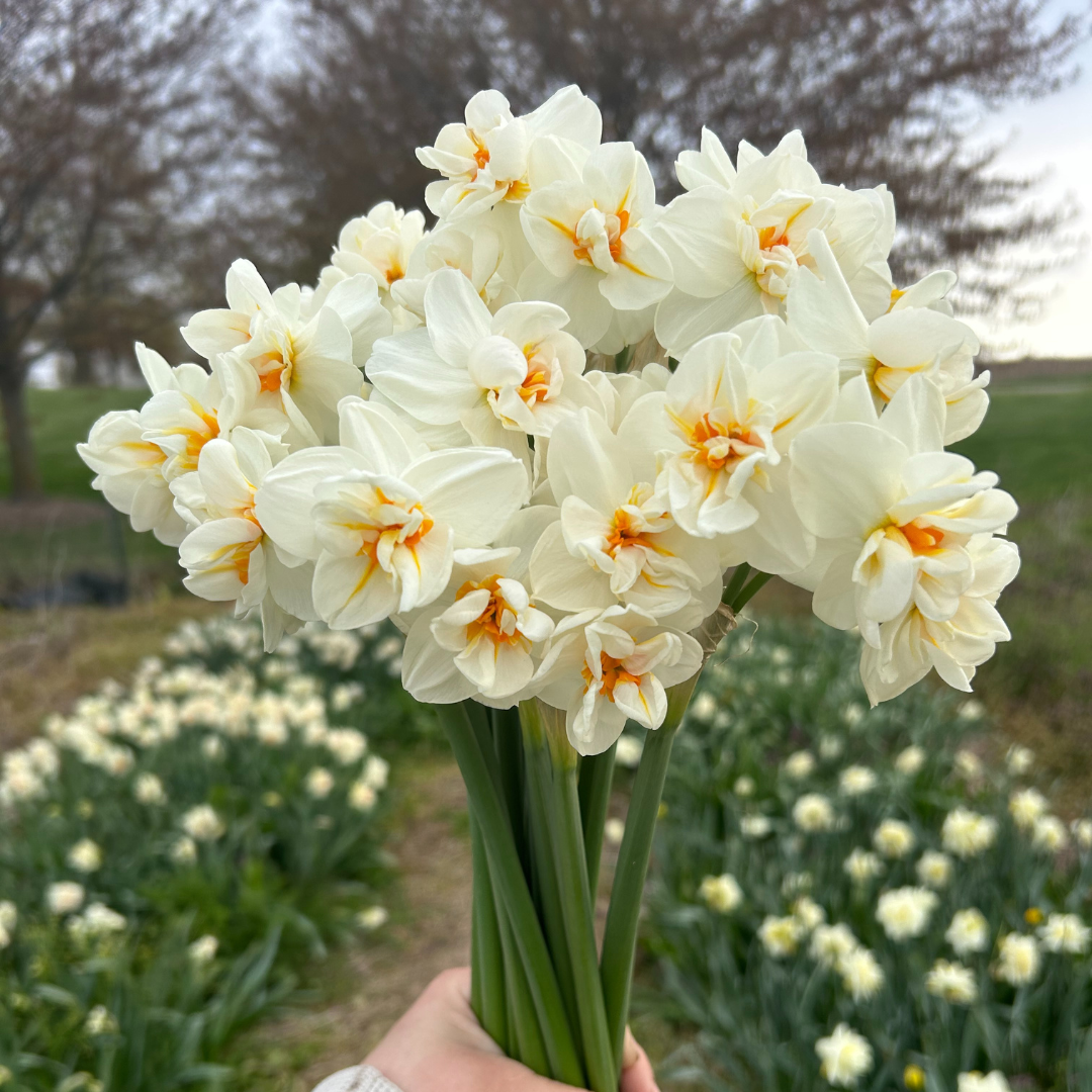 Narcizai - Sir Winston Churchill