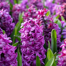 Hiacintai - Miss Saigon