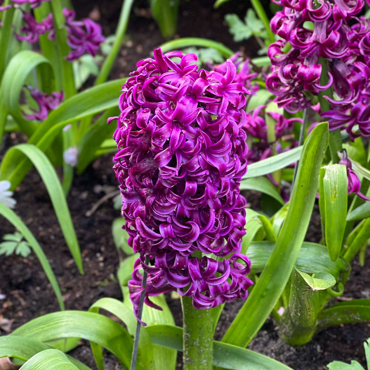 Hiacintai - Miss Saigon