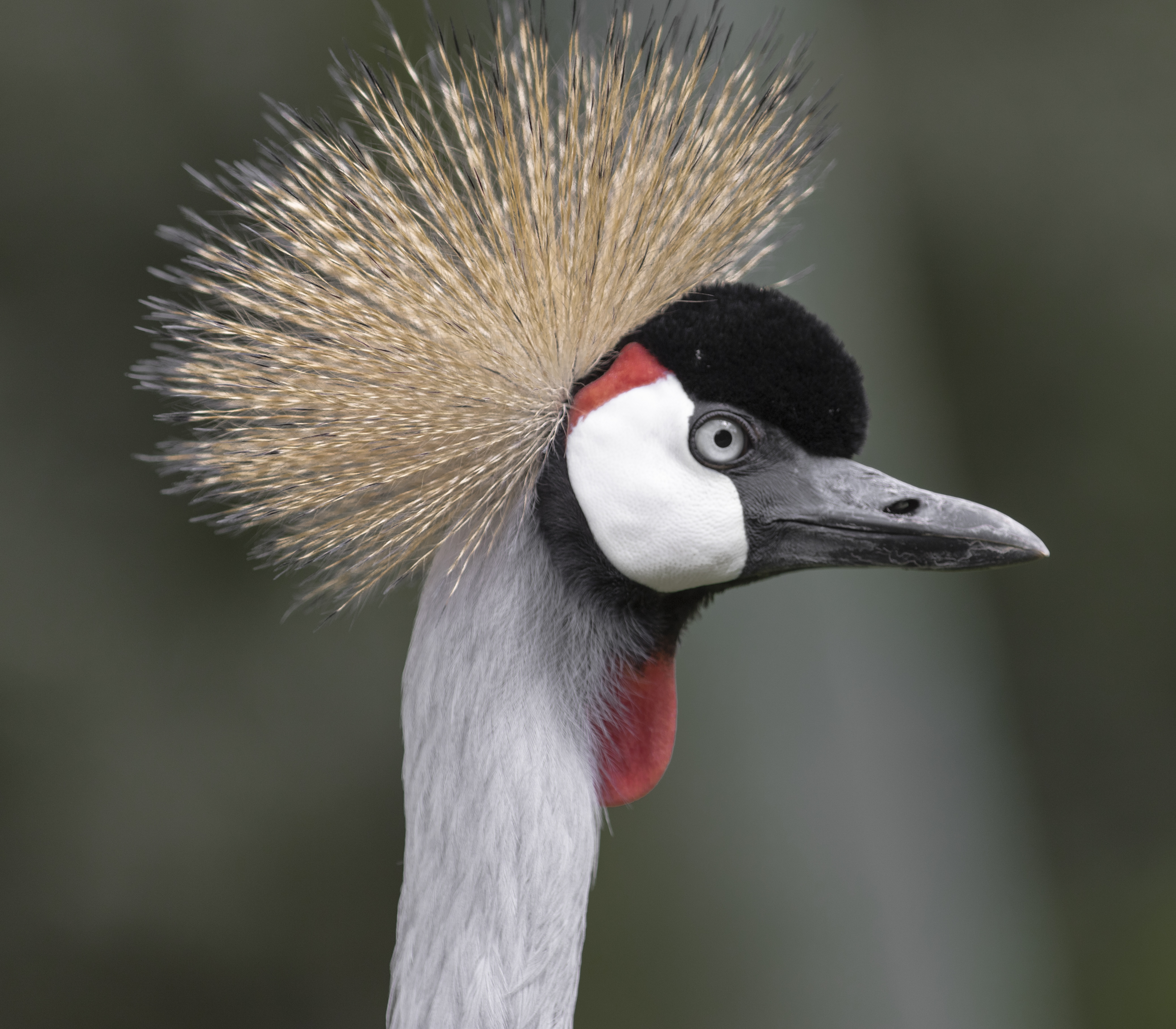 Punk Rocker Greeting Card