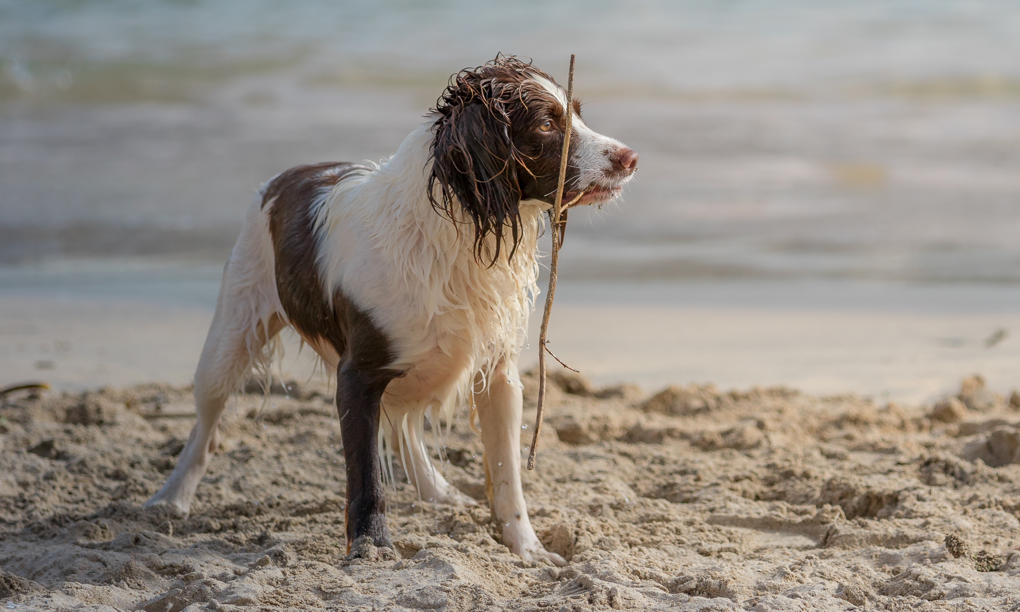 Snorkelling Spaniel Greeting Card 