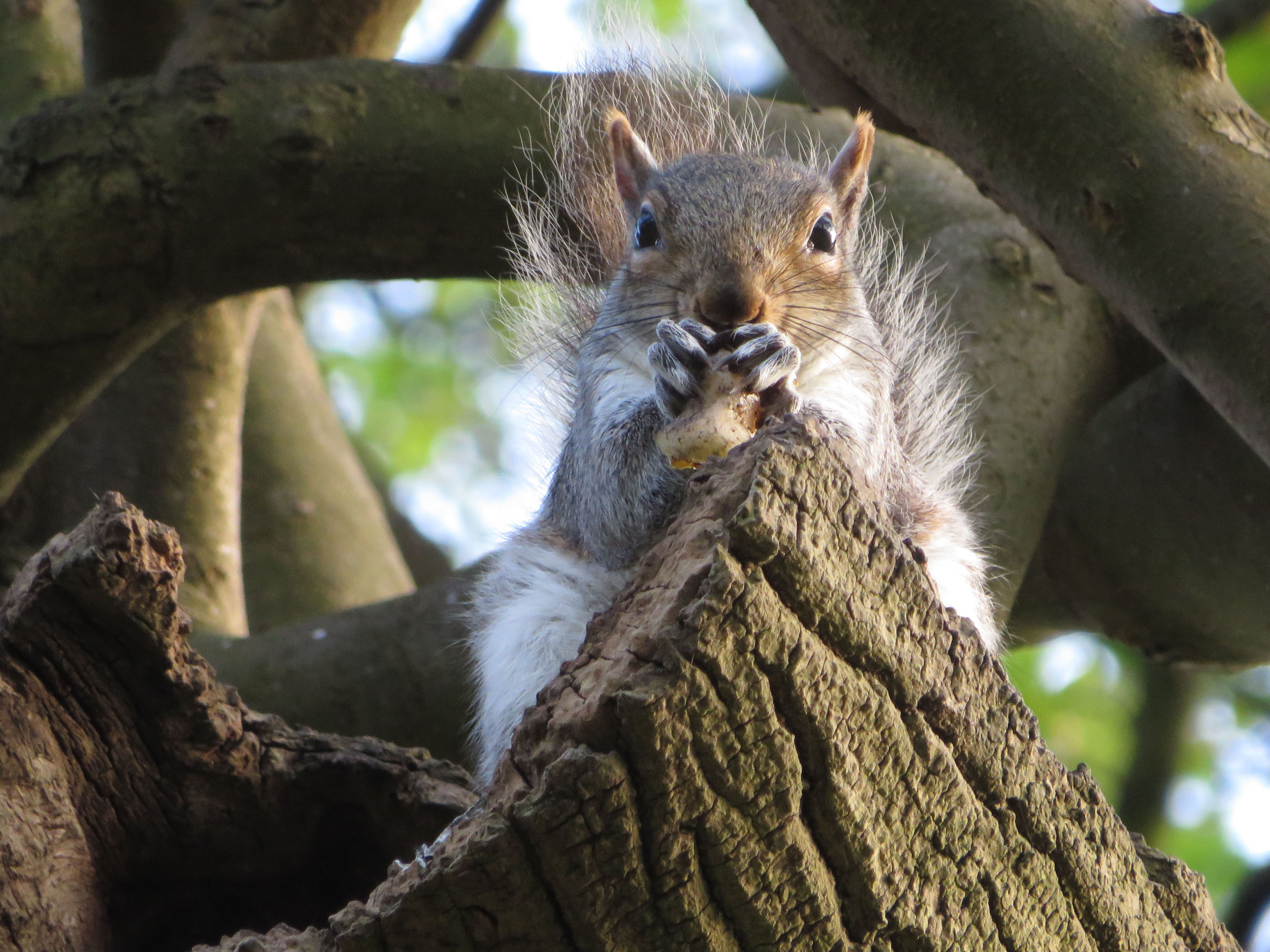 Squirrel having a snack Greeting Card