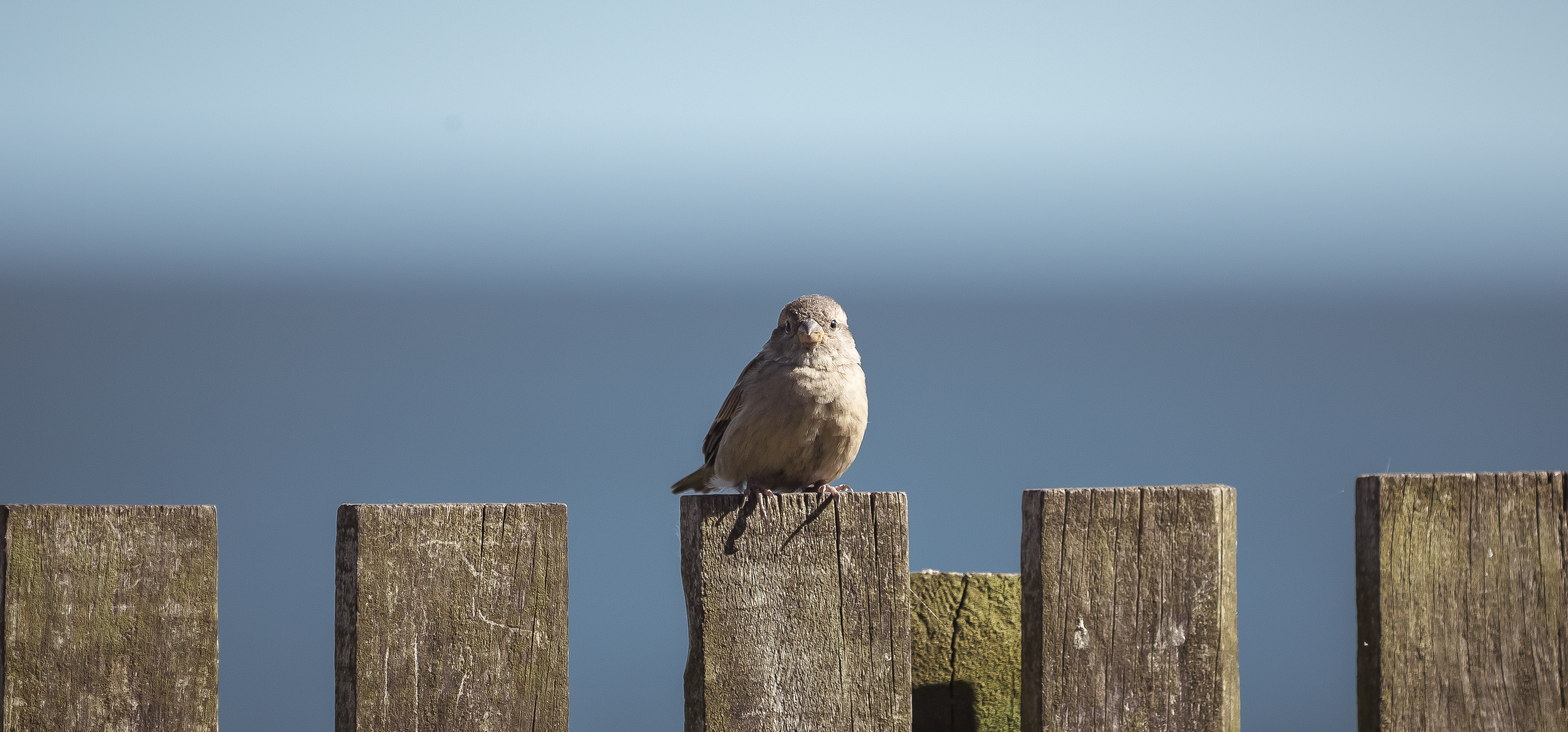 Little Sparrow On A Little Fence Greeting Card