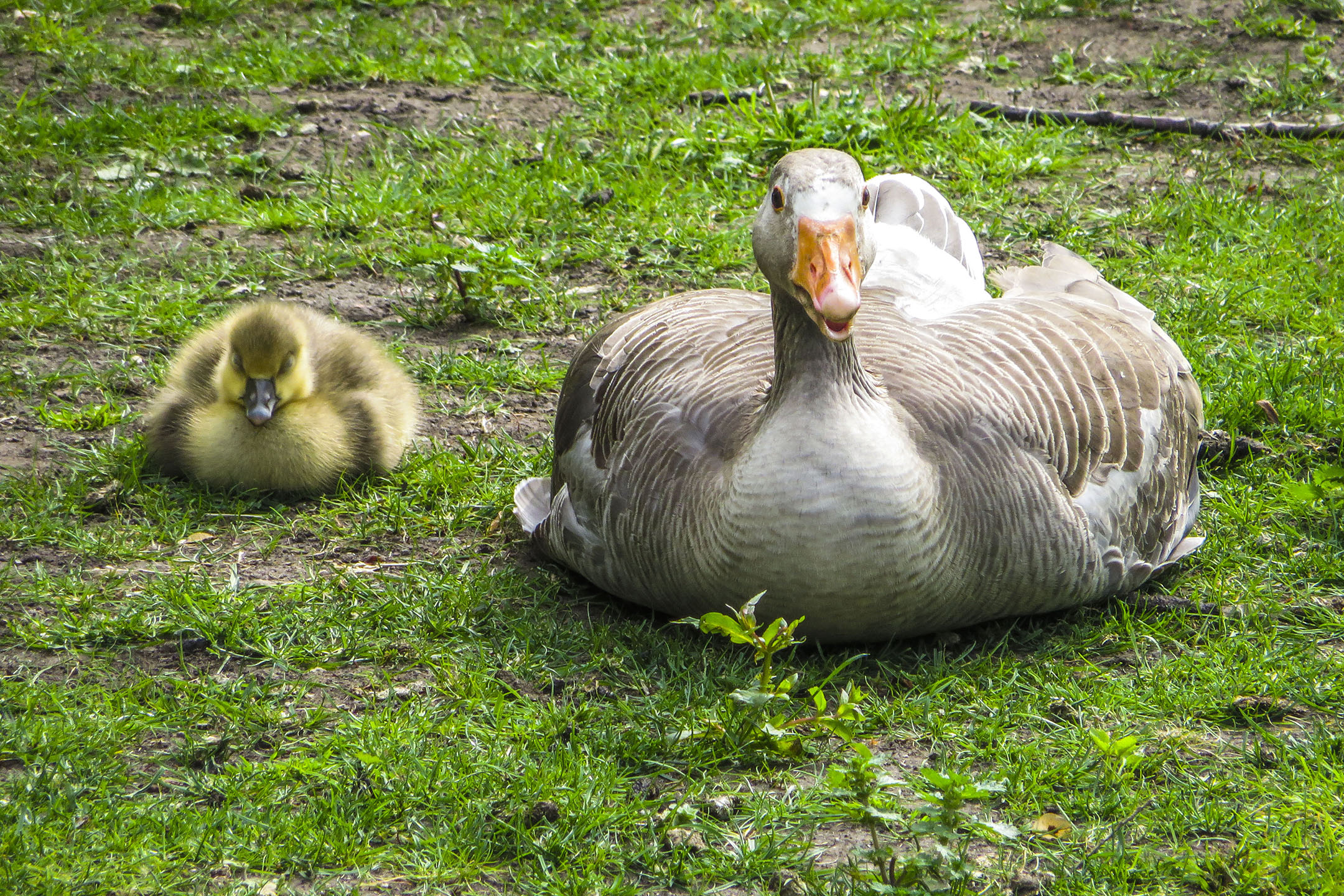 Proud Mother Greeting Card