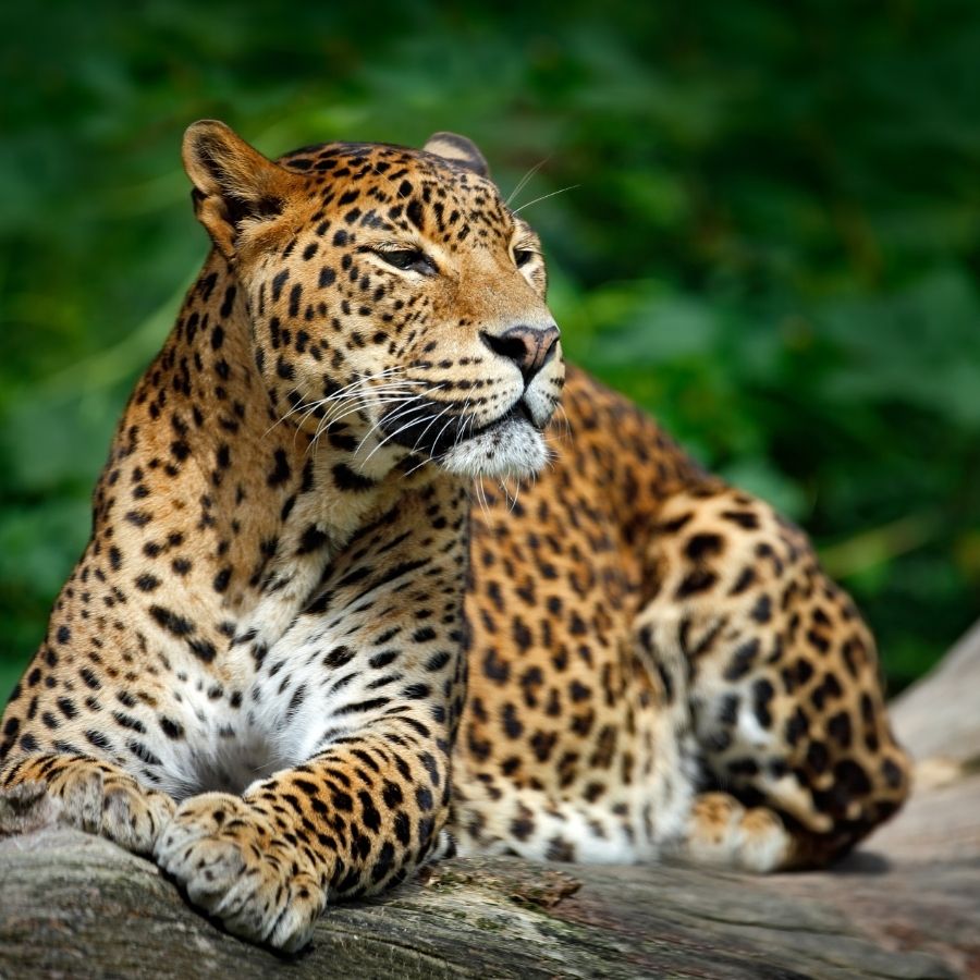 Learn More: £850/PP:  9 Days-8 Nights: Sigiriya, A'Pura, Rock Fortress, Ella, Zip Line, Galle Beaches, Wild Life safari, Colombo and many more.