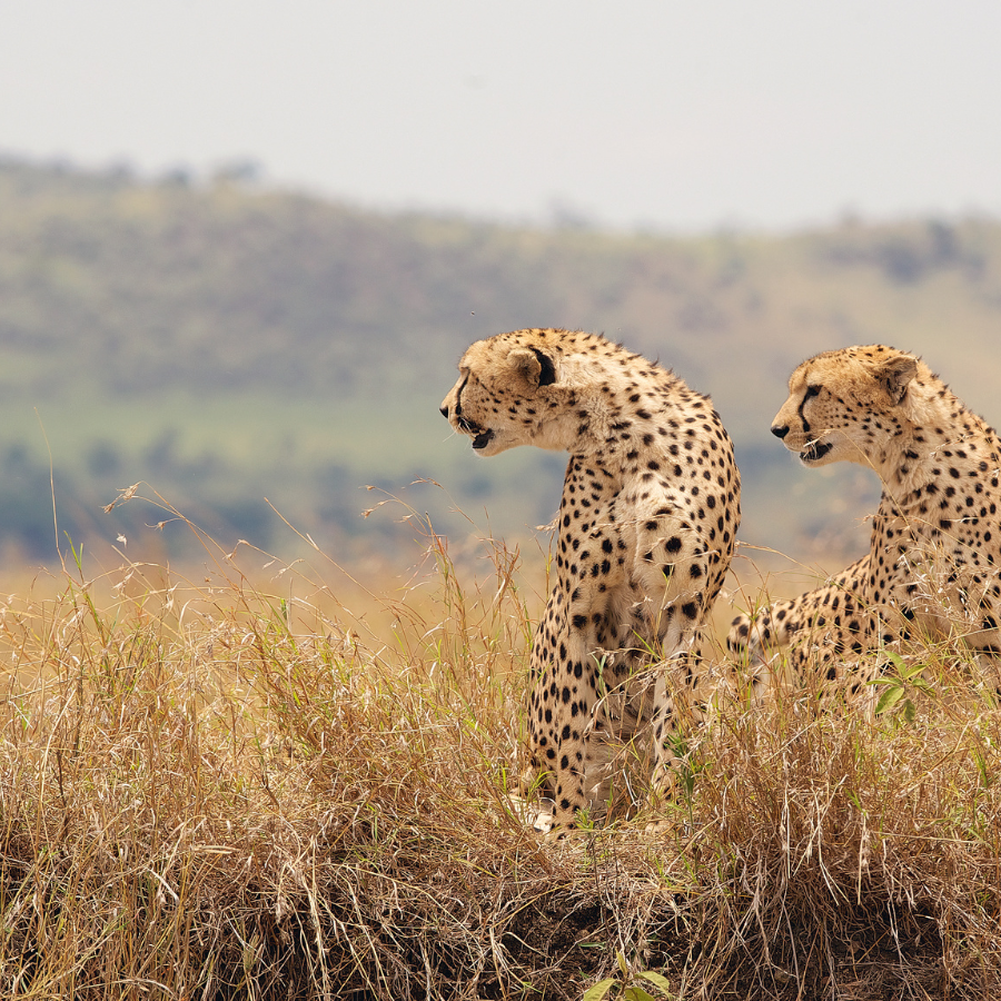  Learn More: £950/PP: Tour No 17:  15 Days- 14 Nights  Dec 2025