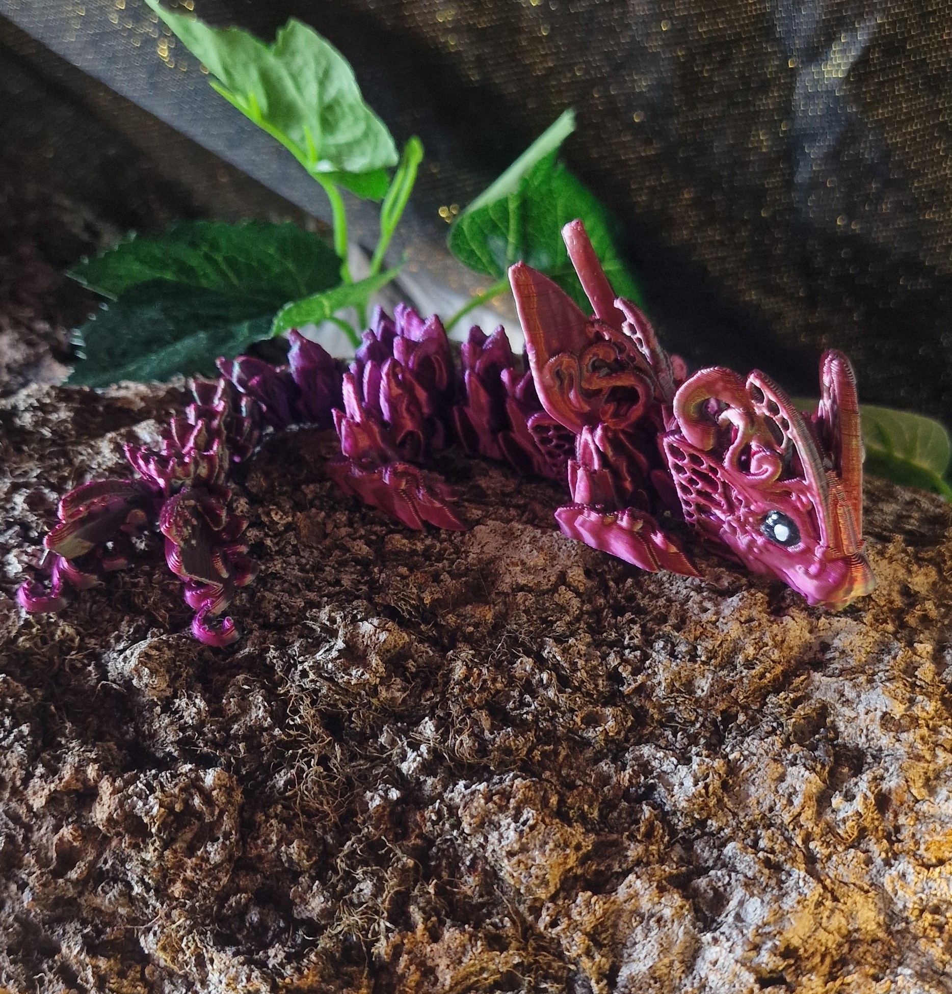 Bébé Dragon-Papillon