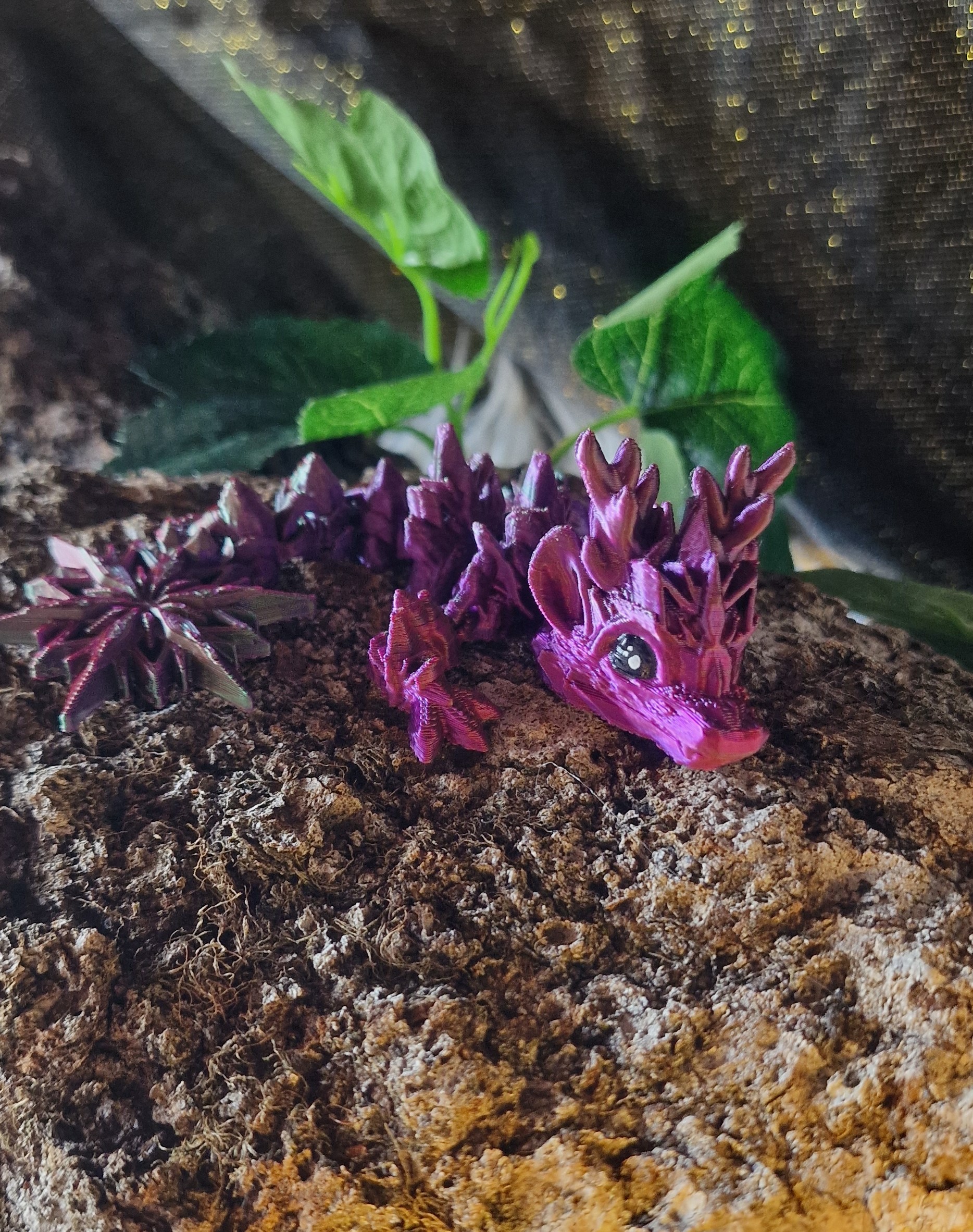 Bébé Dragon d'Hiver