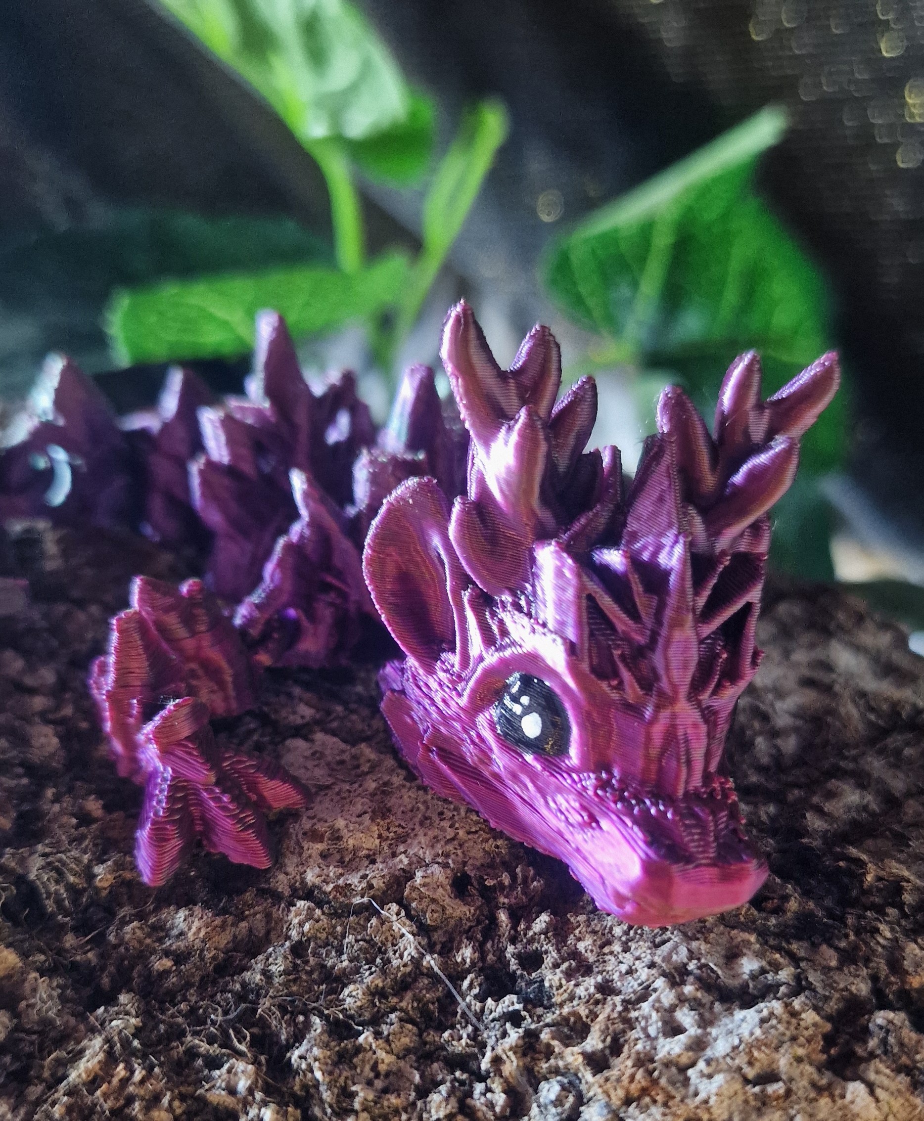 Bébé Dragon d'Hiver