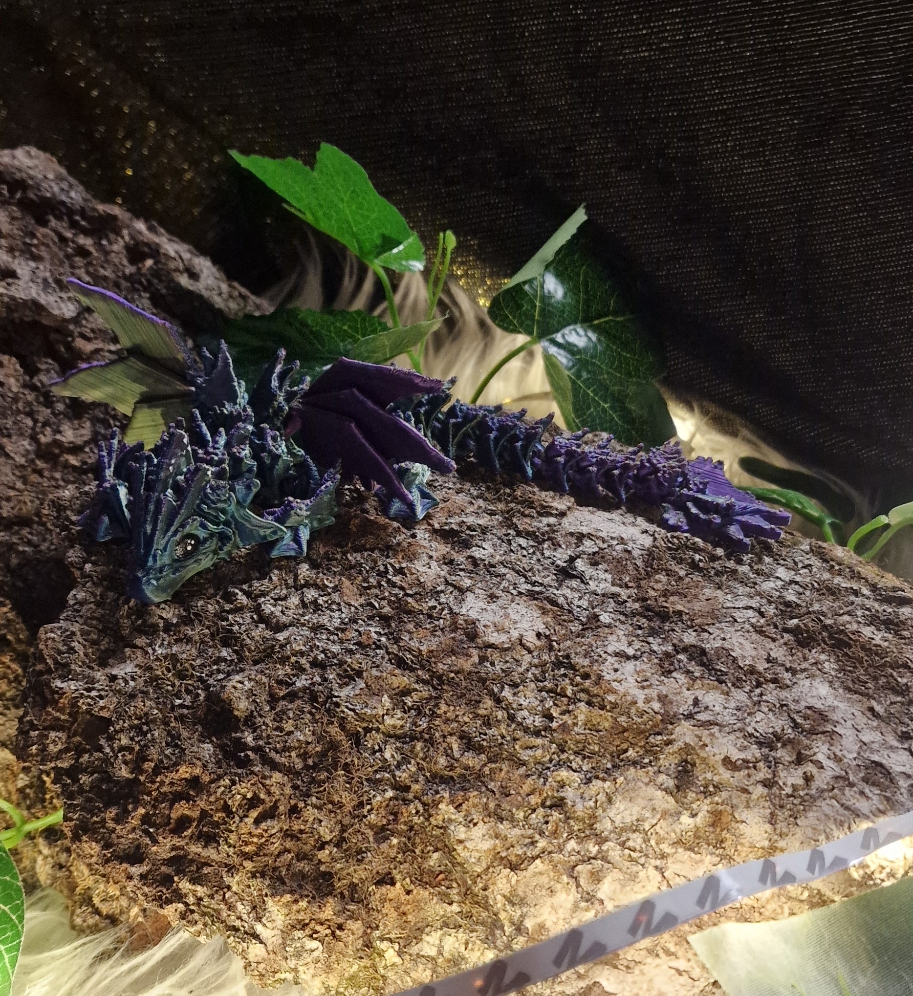 Bébé Dragon de l'Océan Ailé