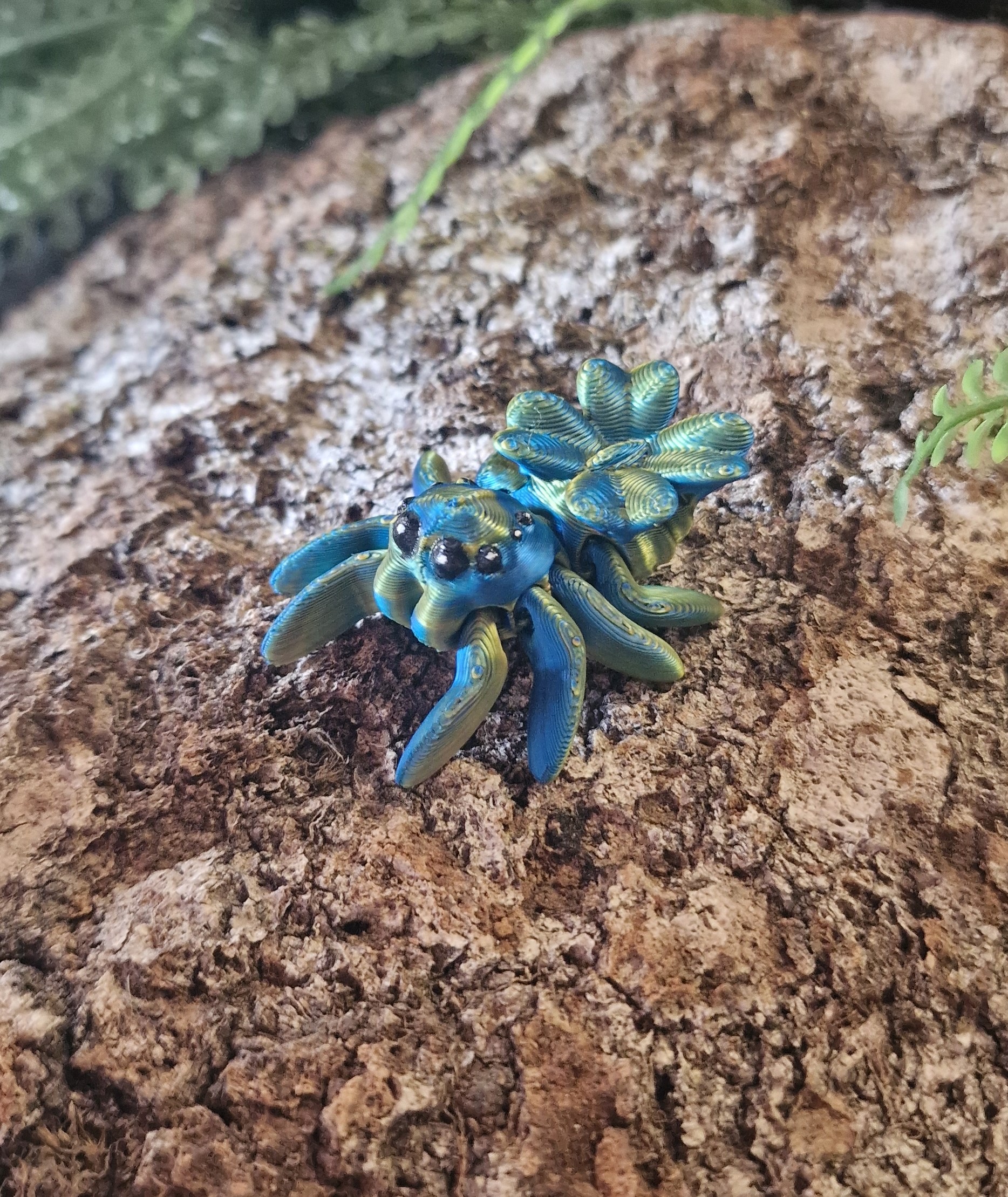 Petite araignée de Trèfle
