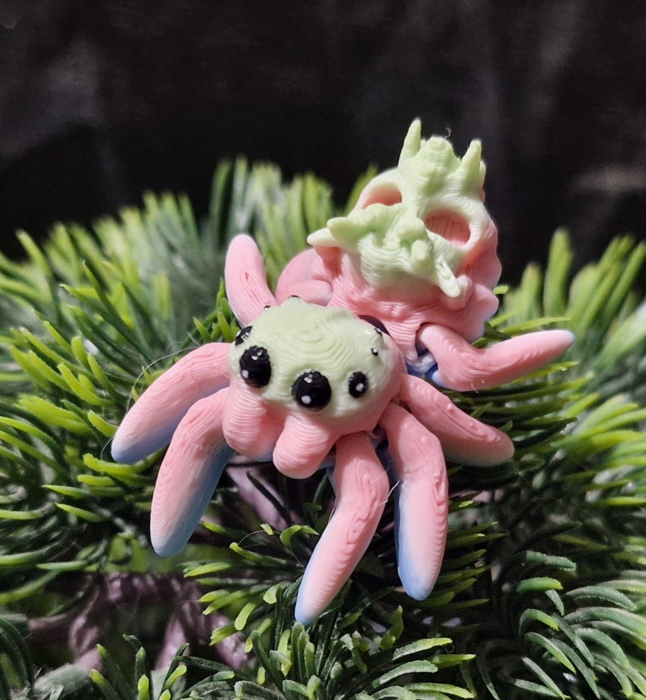 Petite Araignée Tête de mort
