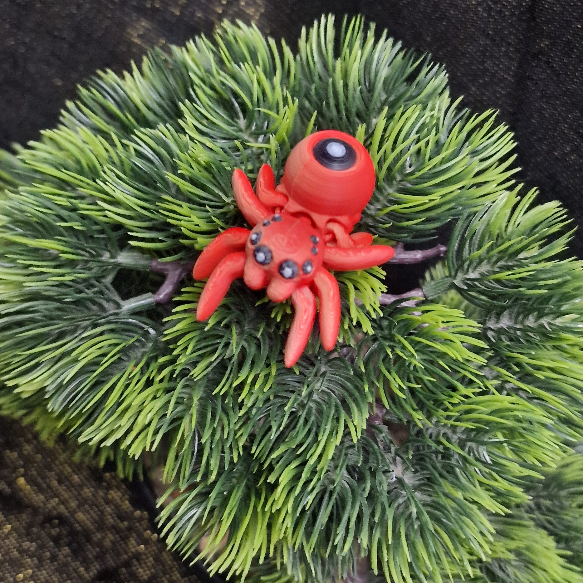 Petite Araignée aux Yeux