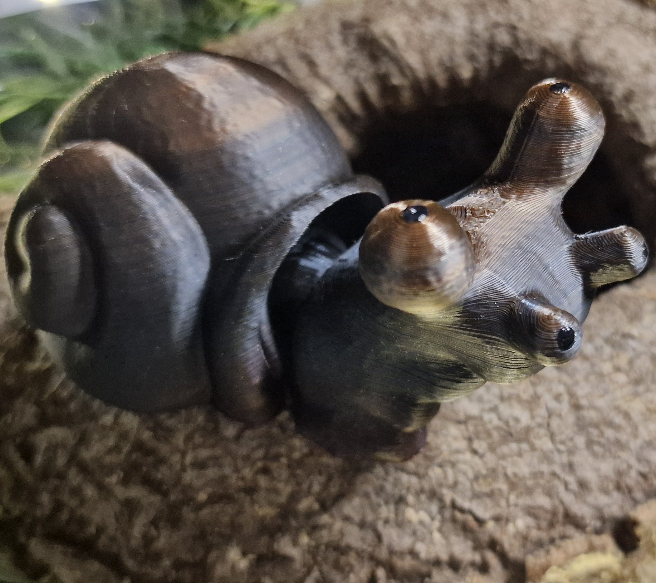 Escargot