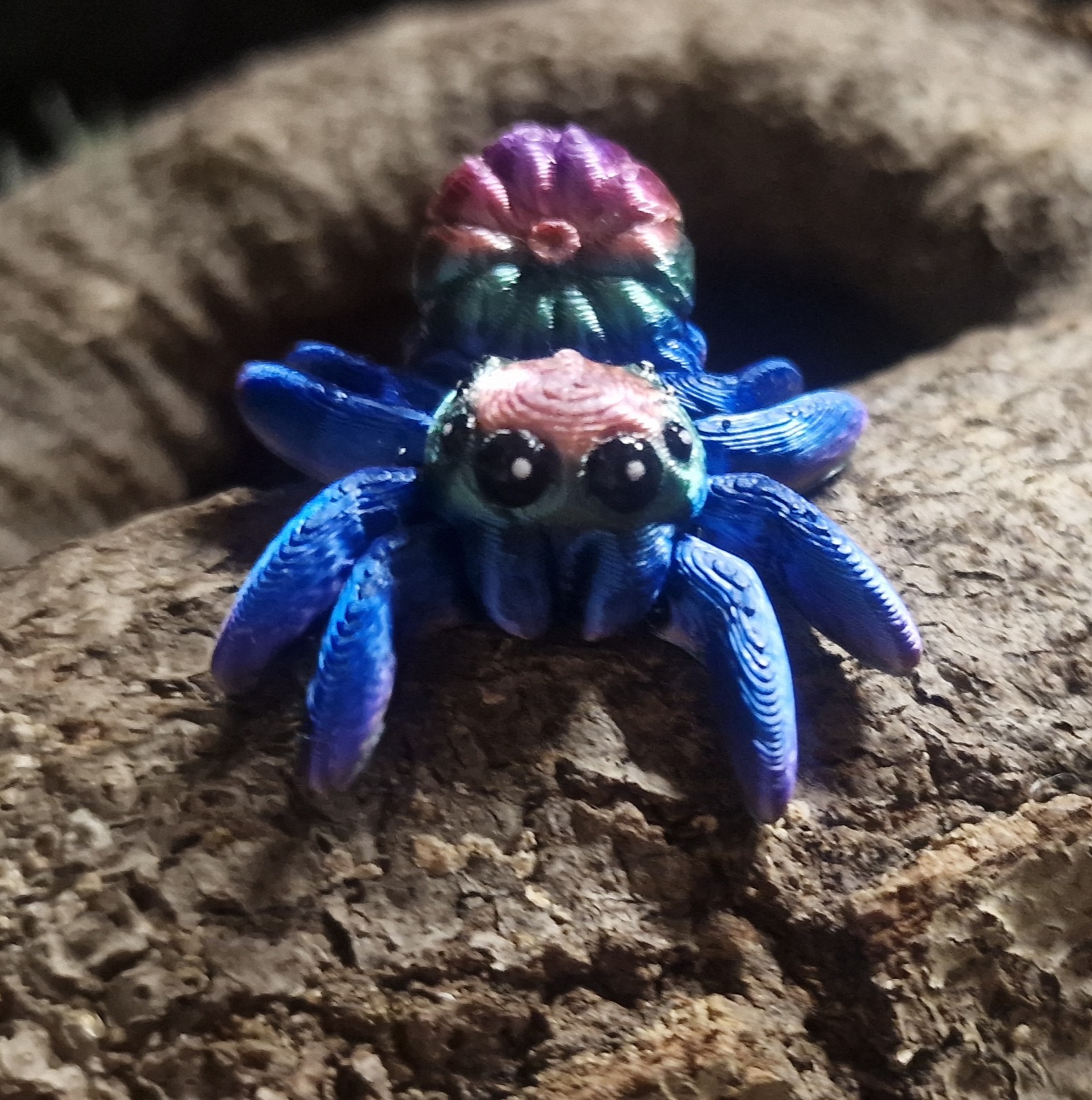 Petite Araignée de Citrouille