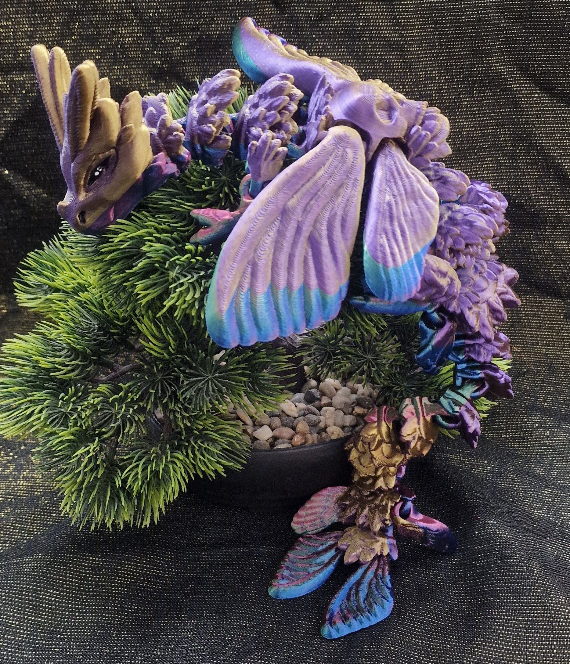 Petit Dragon-Noctuelle