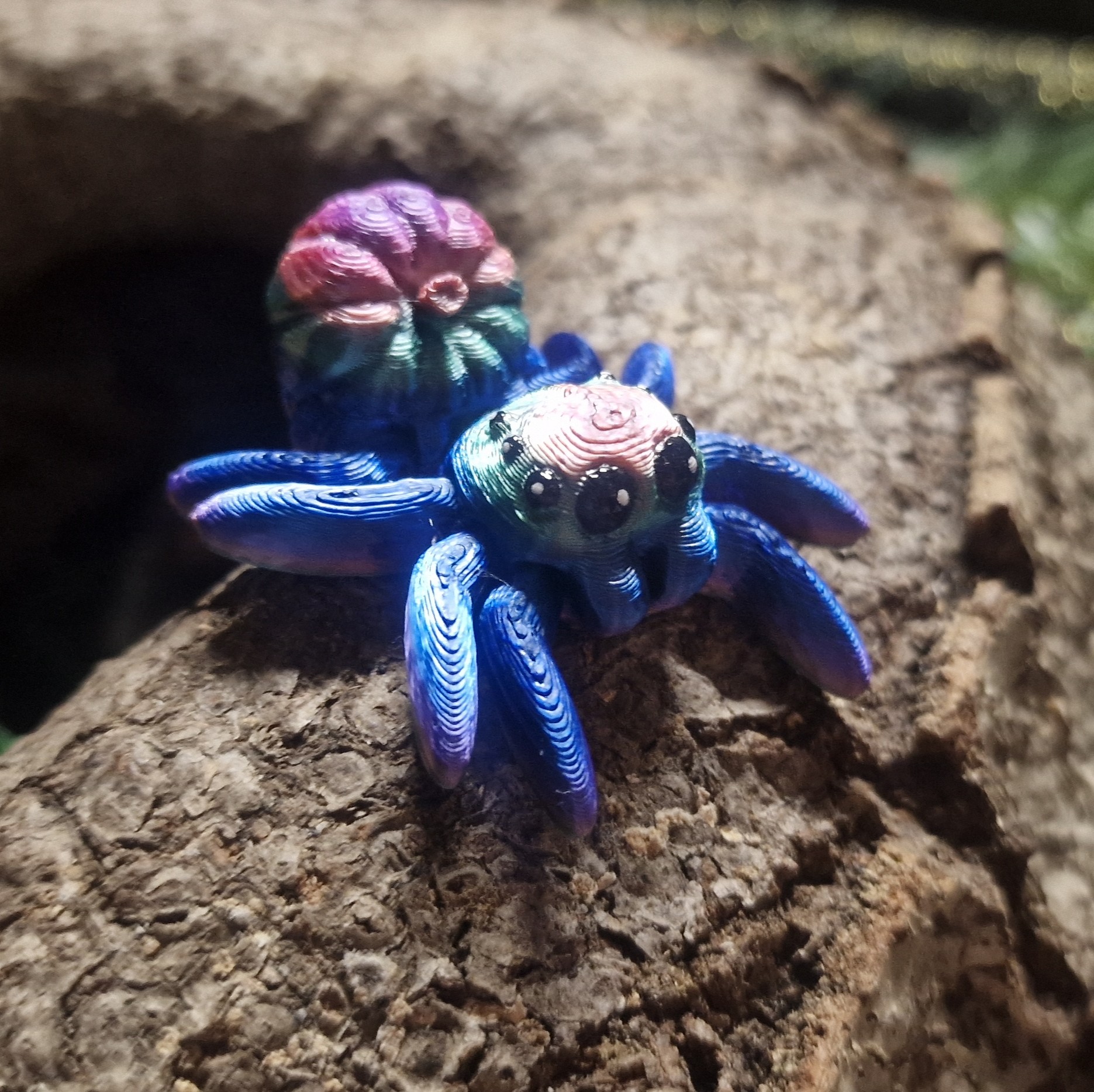 Petite Araignée de Citrouille