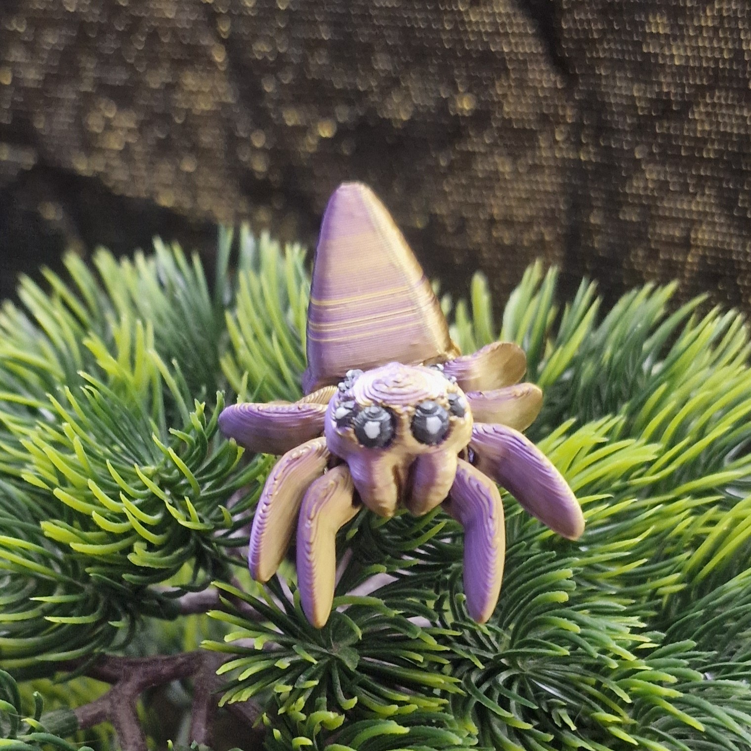 Petite Araignée de Maïs