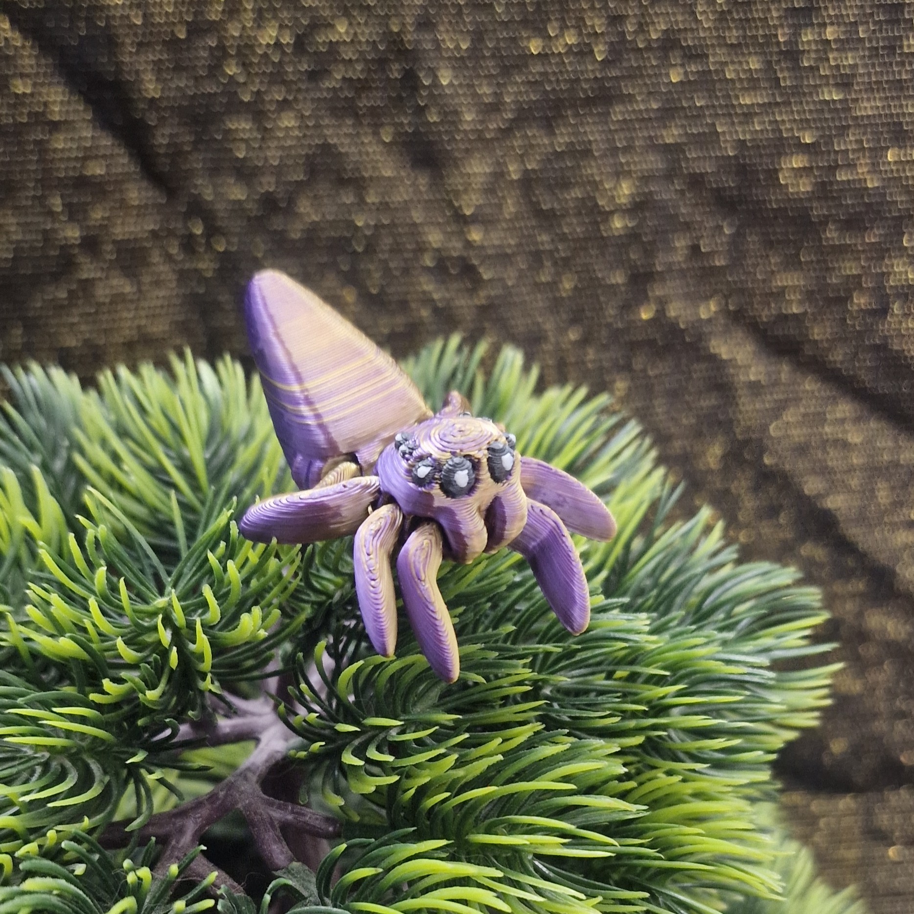 Petite Araignée de Maïs