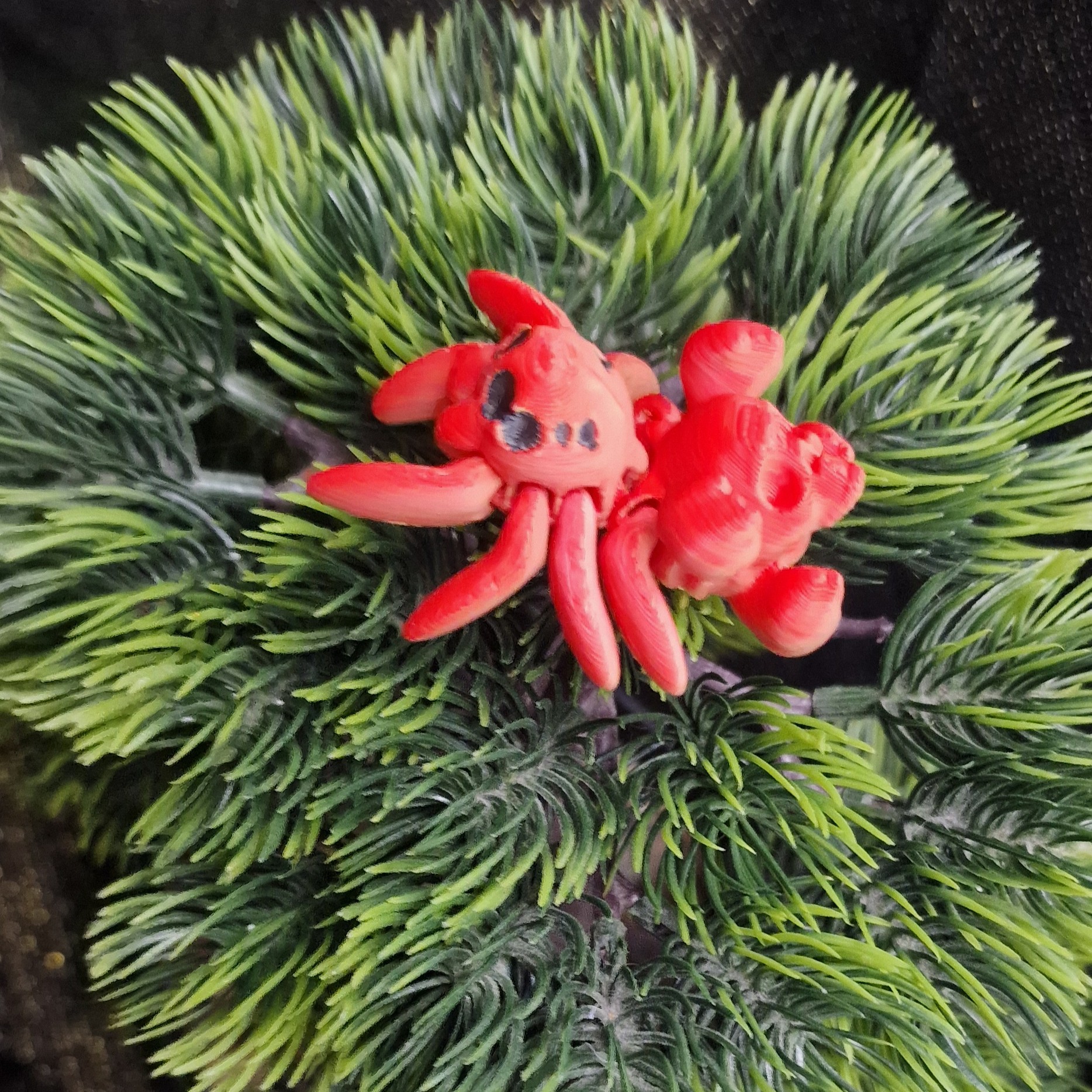 Petite Araignée aux Yeux