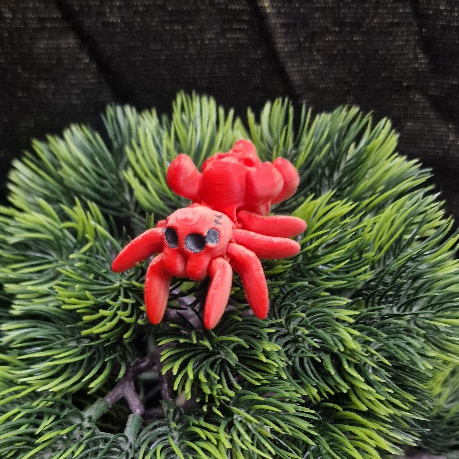 Petite Araignée aux Yeux