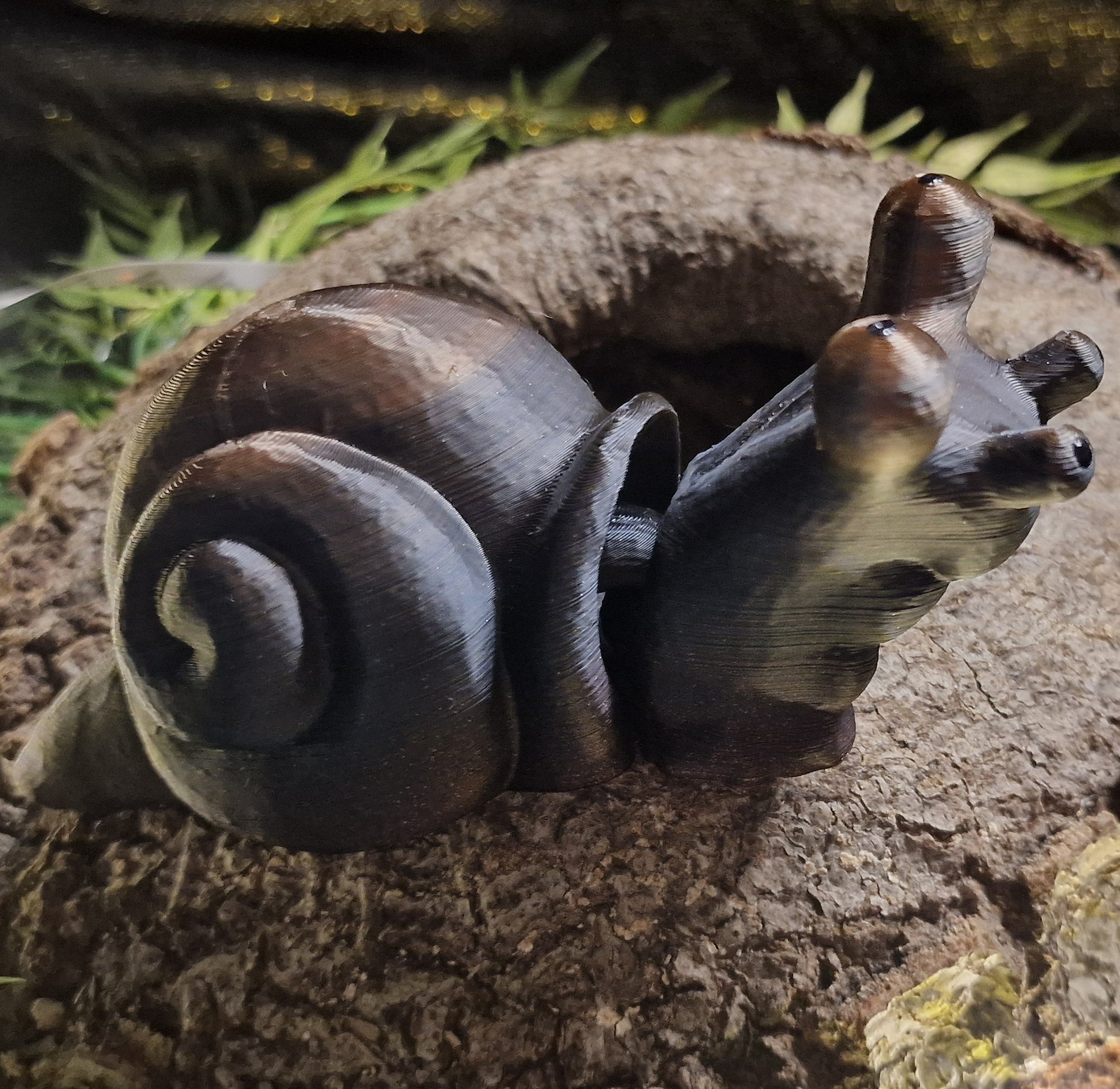 Escargot