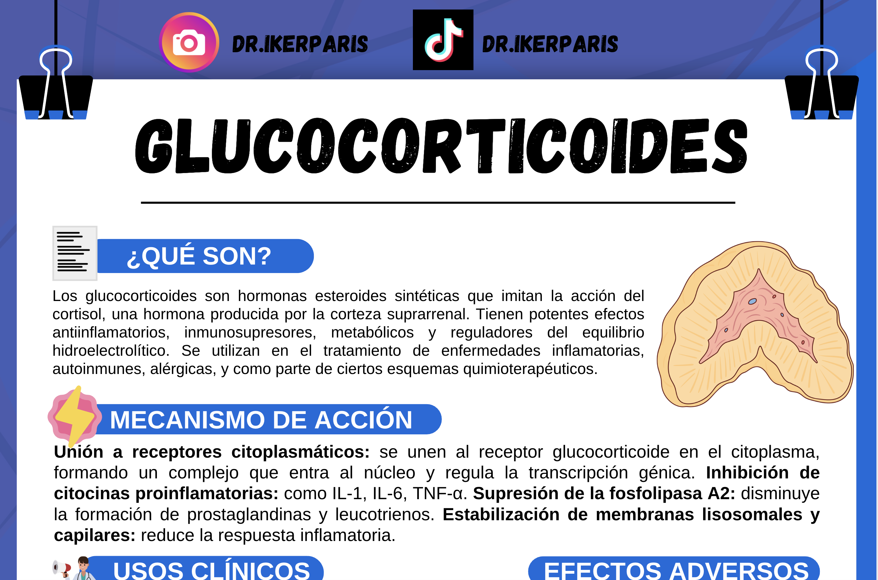 Paquete Flashcards Glucocorticoides