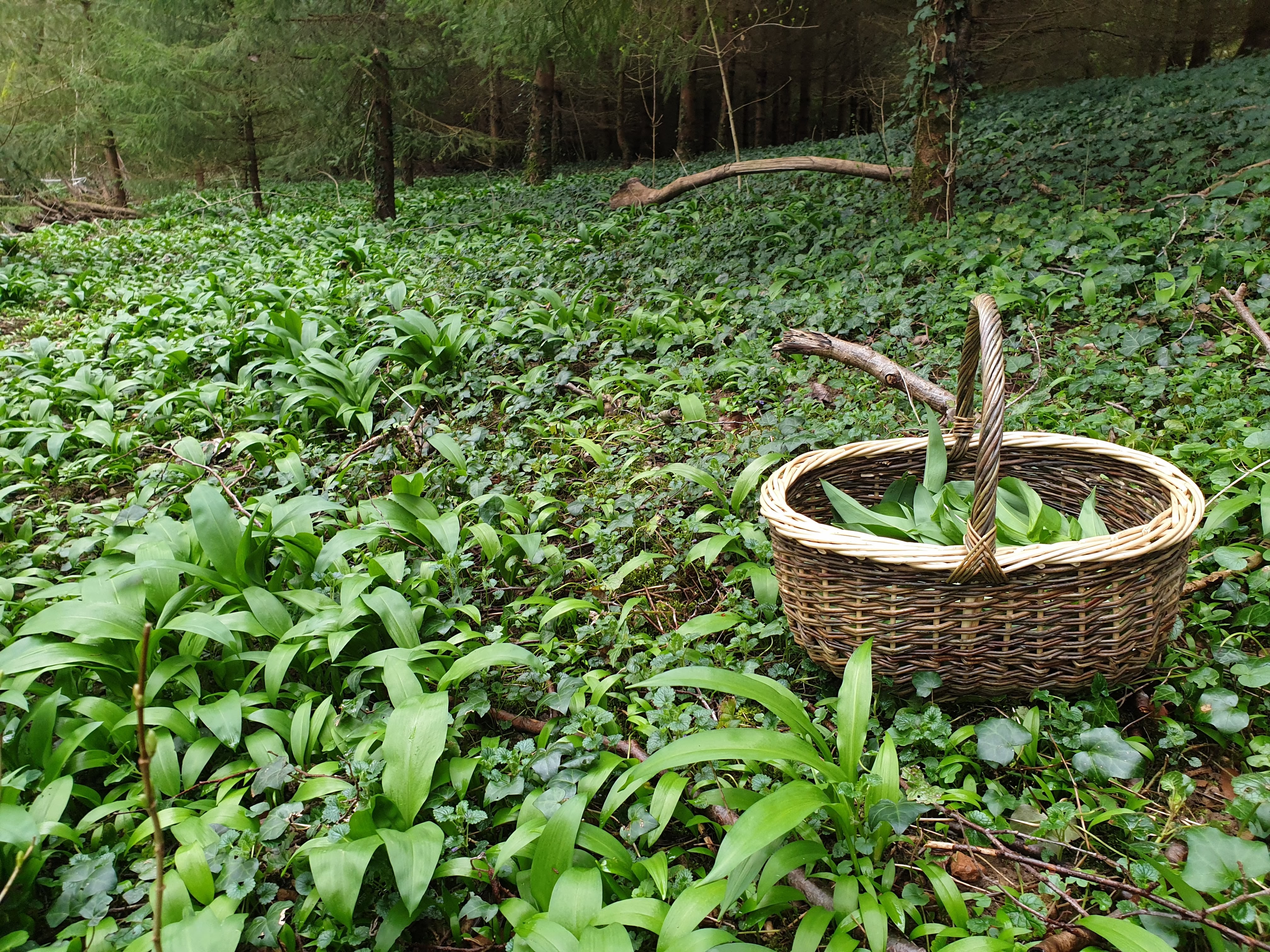 Balade initiation cueillette des plantes sauvages et comestibles