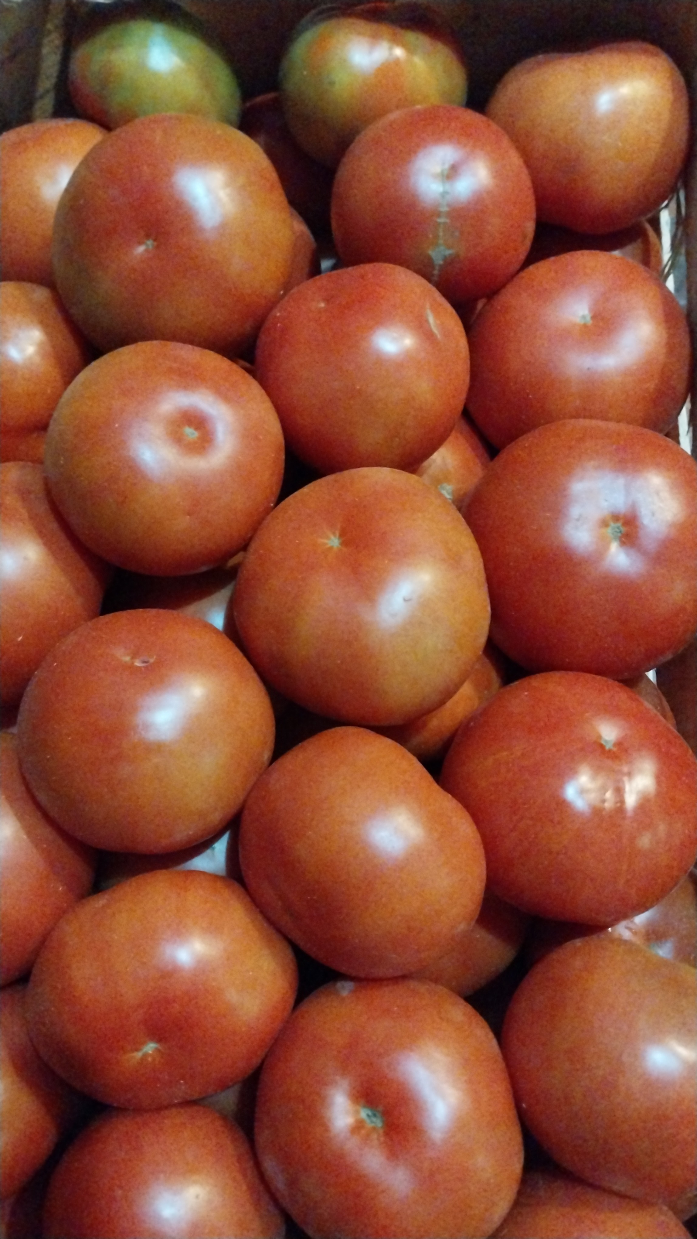 Tomates