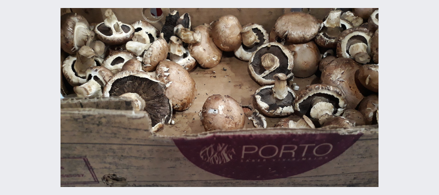 Hongos Portobellos