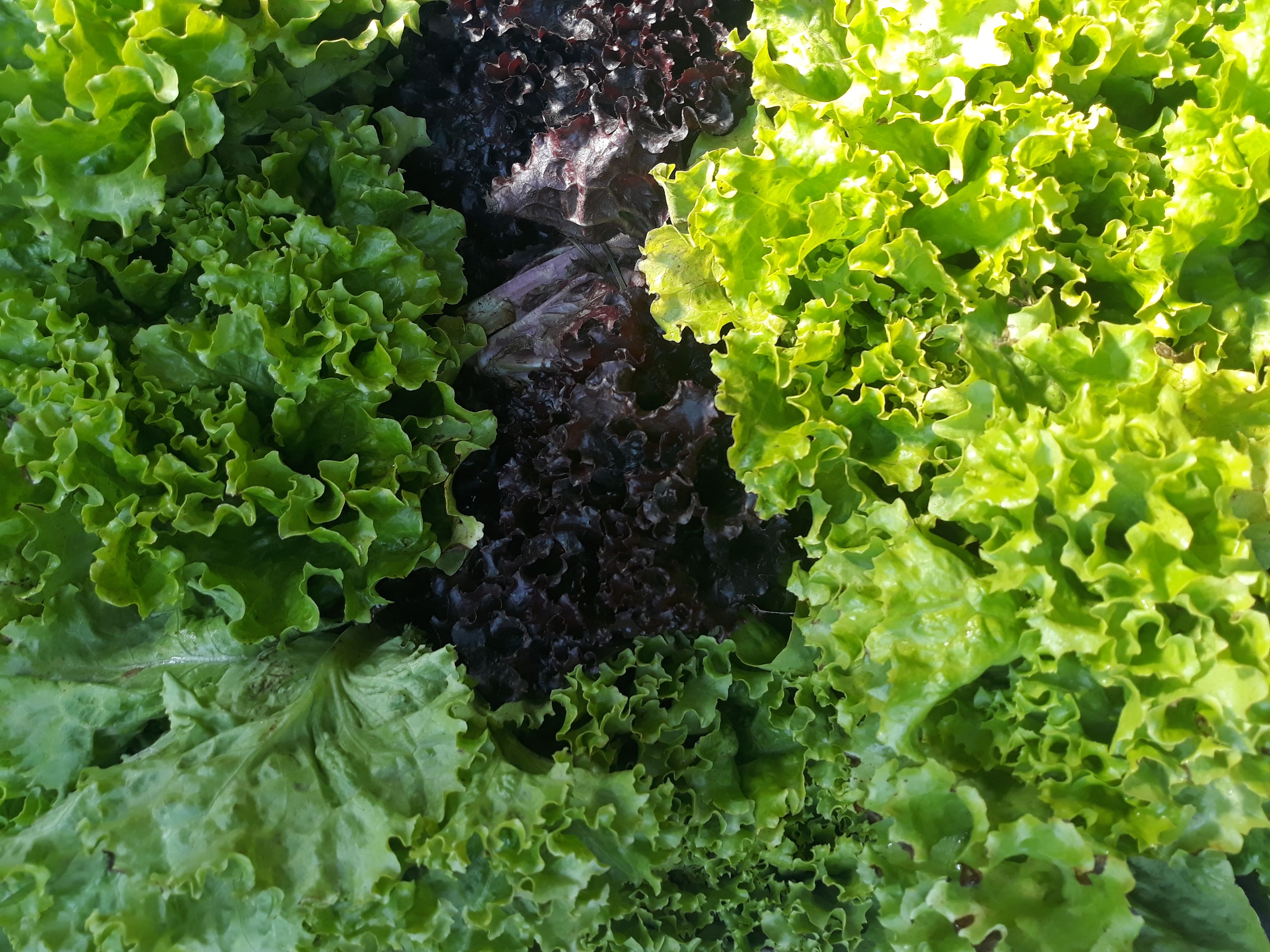 Lechuga