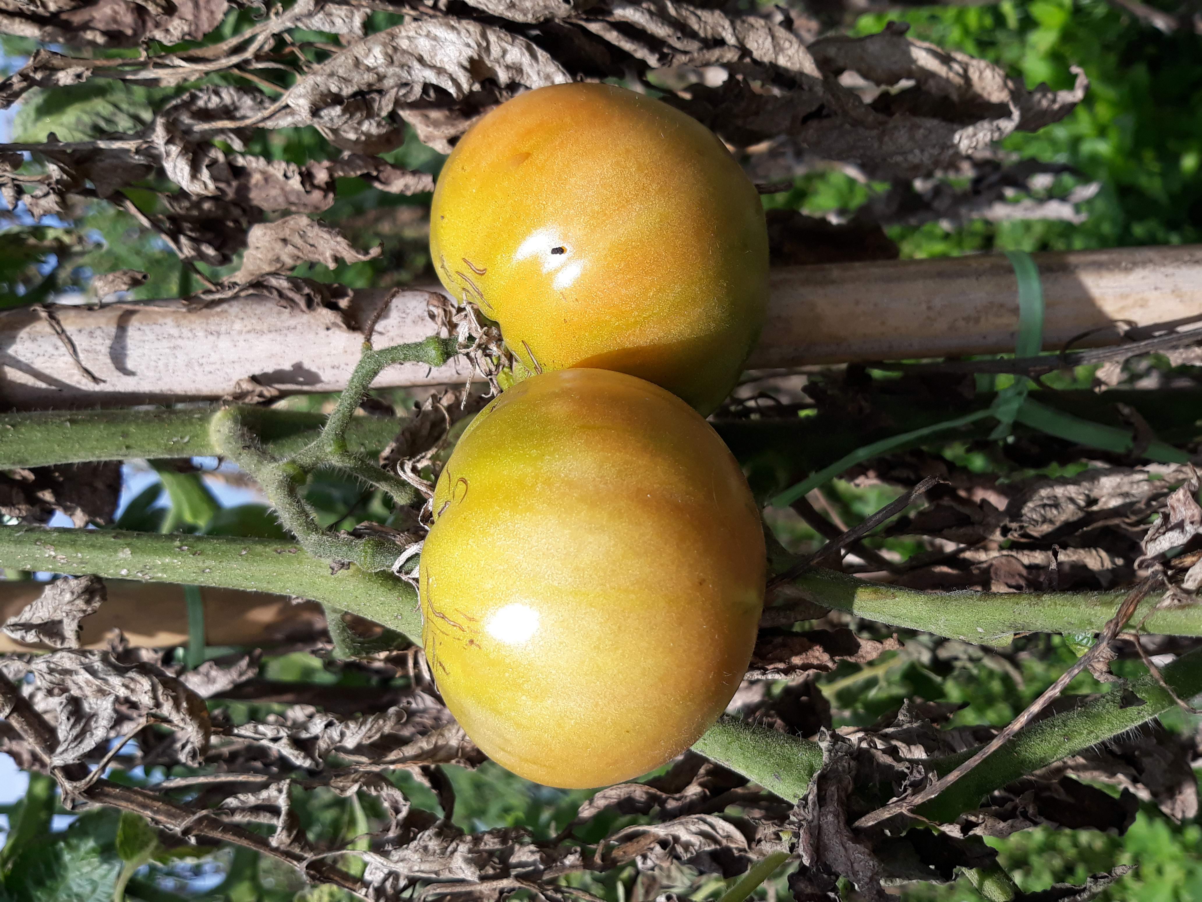 Tomates