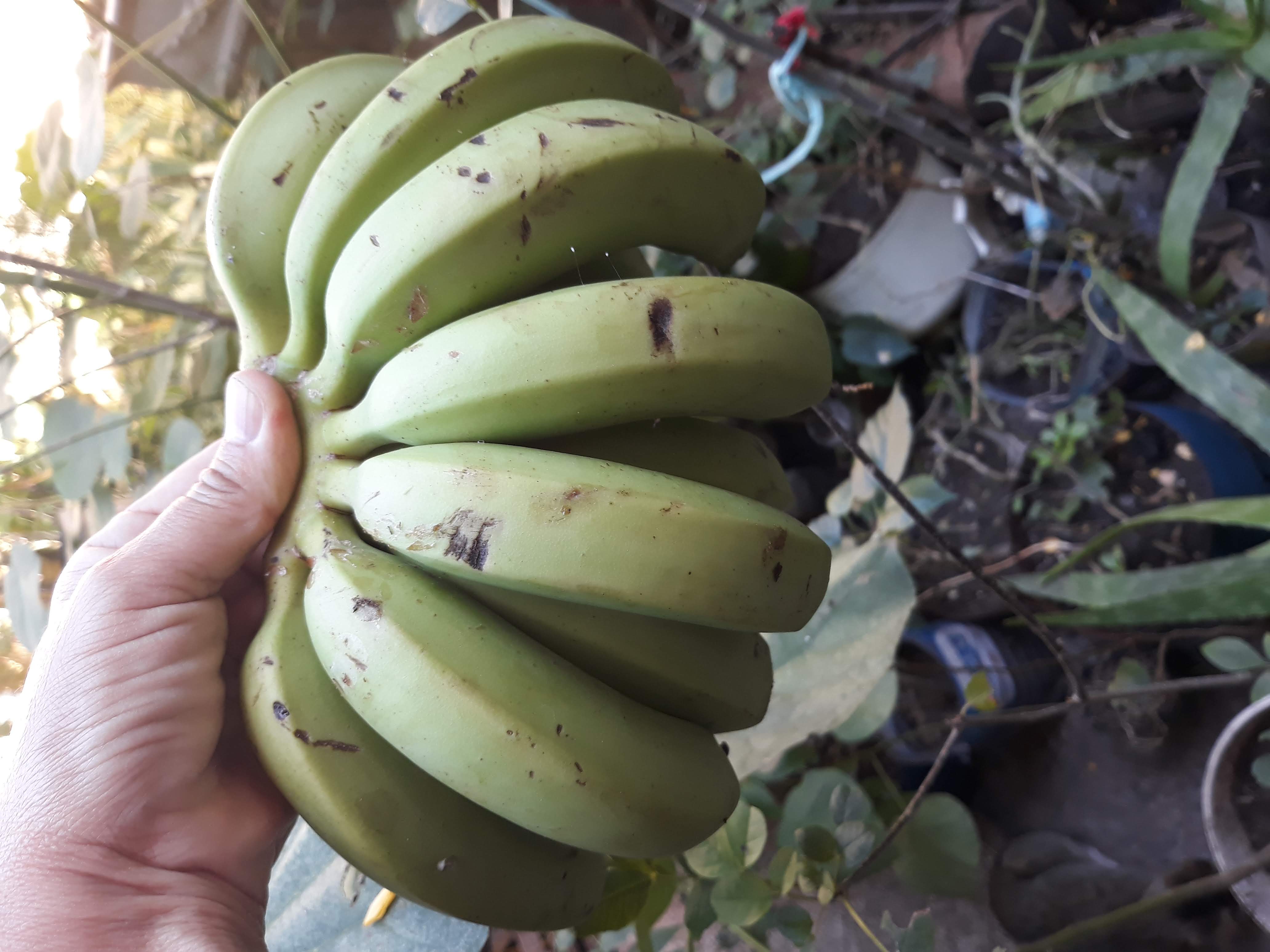 Bananas Cavanish