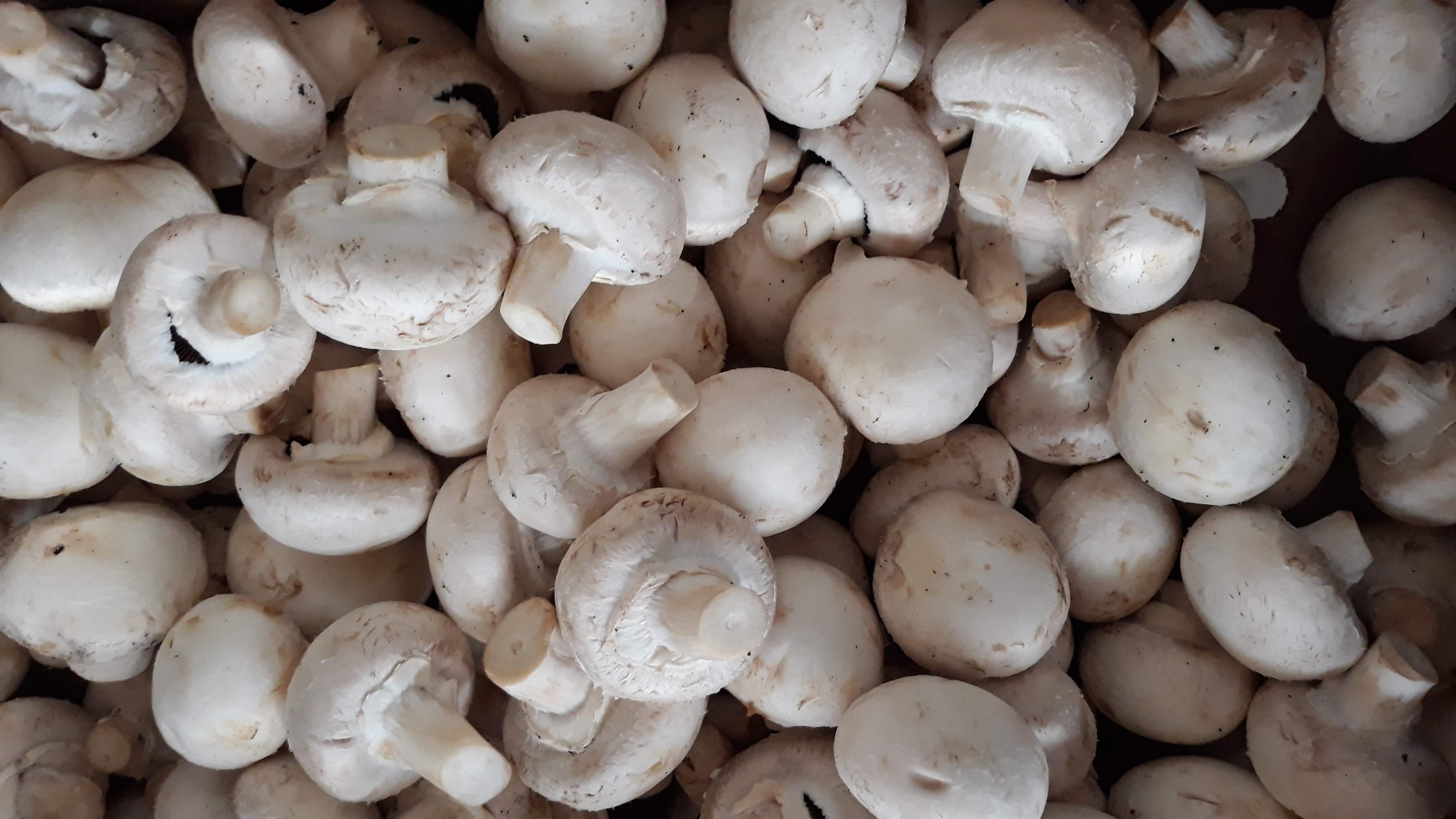 Hongos Champiñones