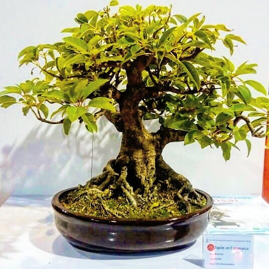 Ombú