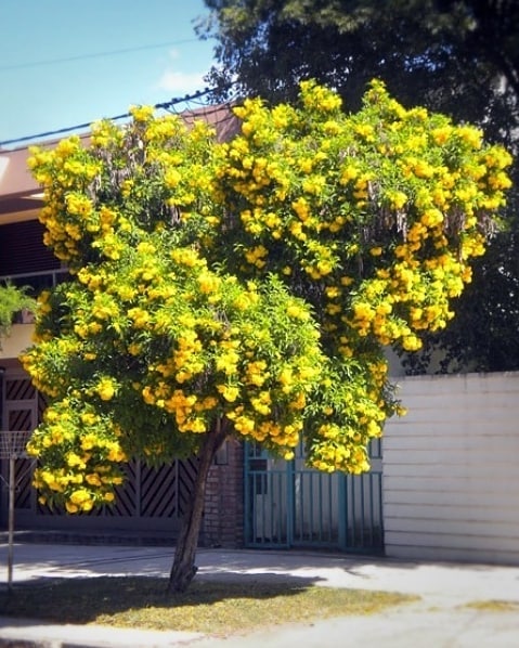 Guarán Tecoma Stans