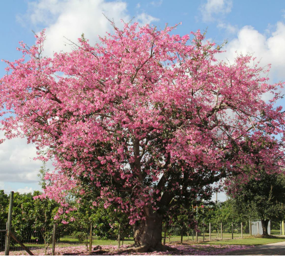 Palo Borracho