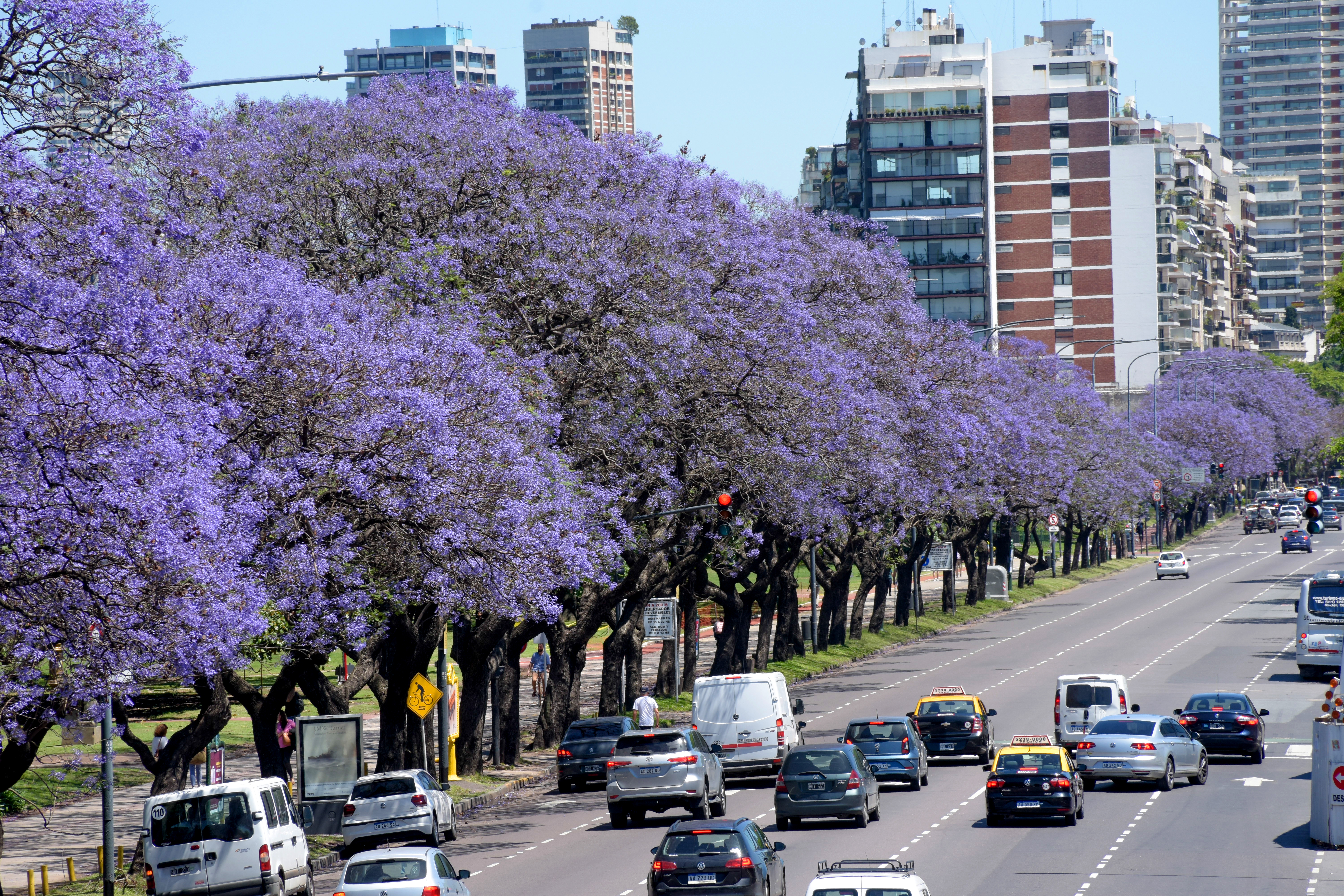 Jacarandá