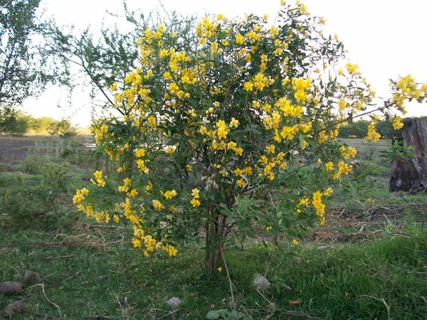 Sen de Campo