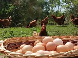 Huevos de campo de gallinas libres