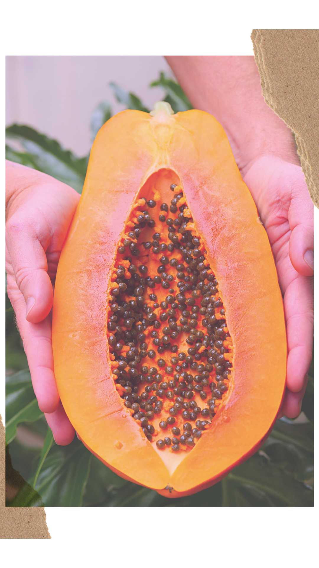 Papaya