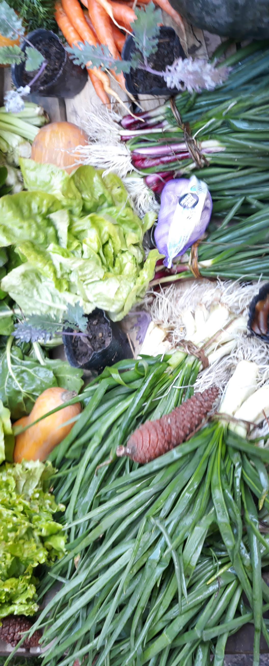 Verduras frescas 10 kg