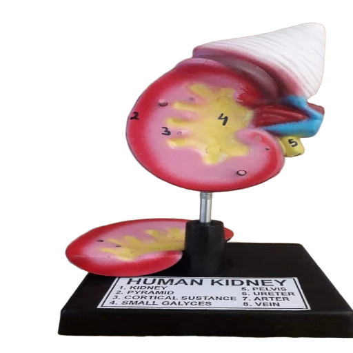 human kidney model 